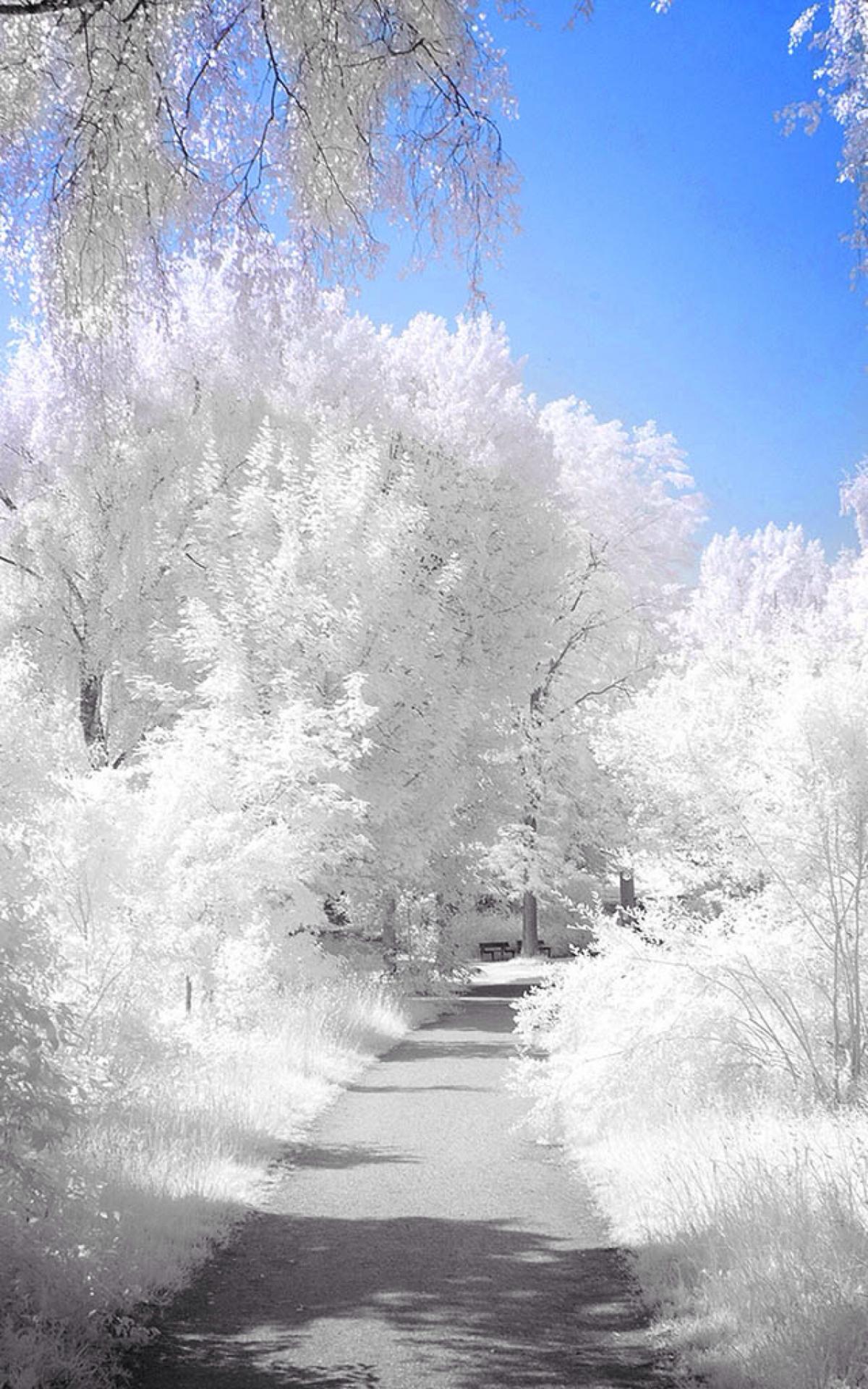 1200x1920 Free download Winter Path iPhone Background Pinterest [1280x2272] for your Desktop, Mobile & Tablet. Explore Winter Wallpaper for iPhone. Winter Wallpaper for iPad, Snow iPhone Wallpaper, Free Winter Wallpaper for iPhone