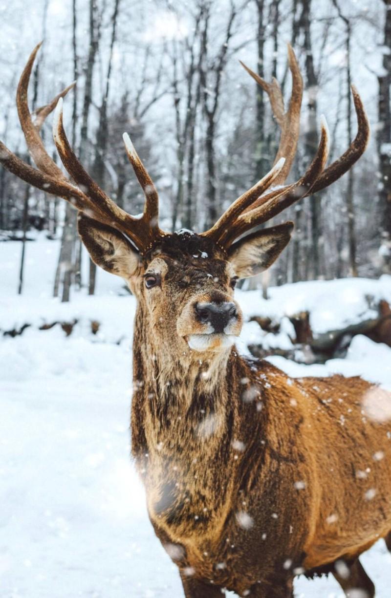 800x1224 Free Beautiful Winter Wallpaper For iPhone That You'll Love