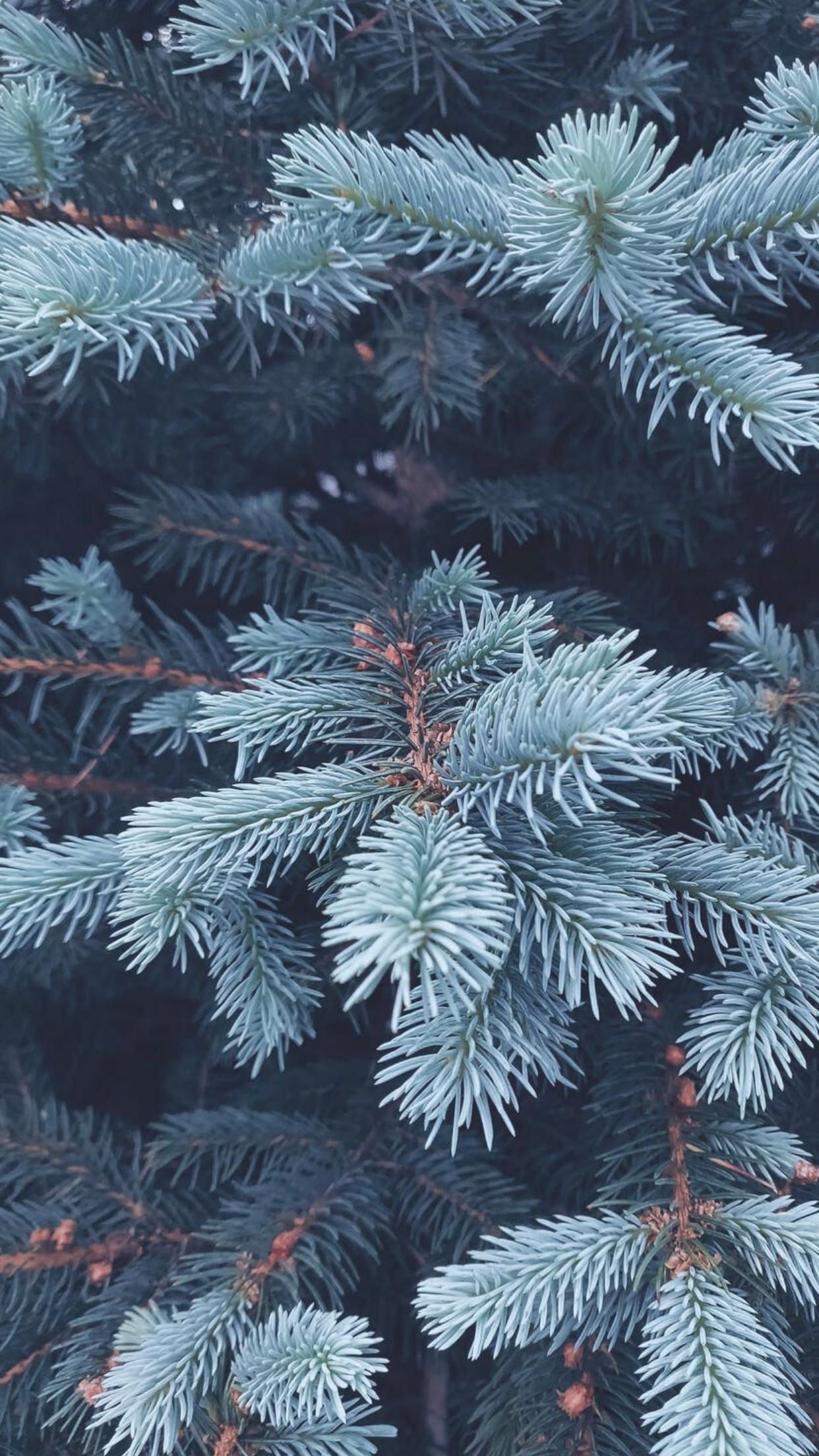 1242x2208 Cute Winter iPhone Wallpaper