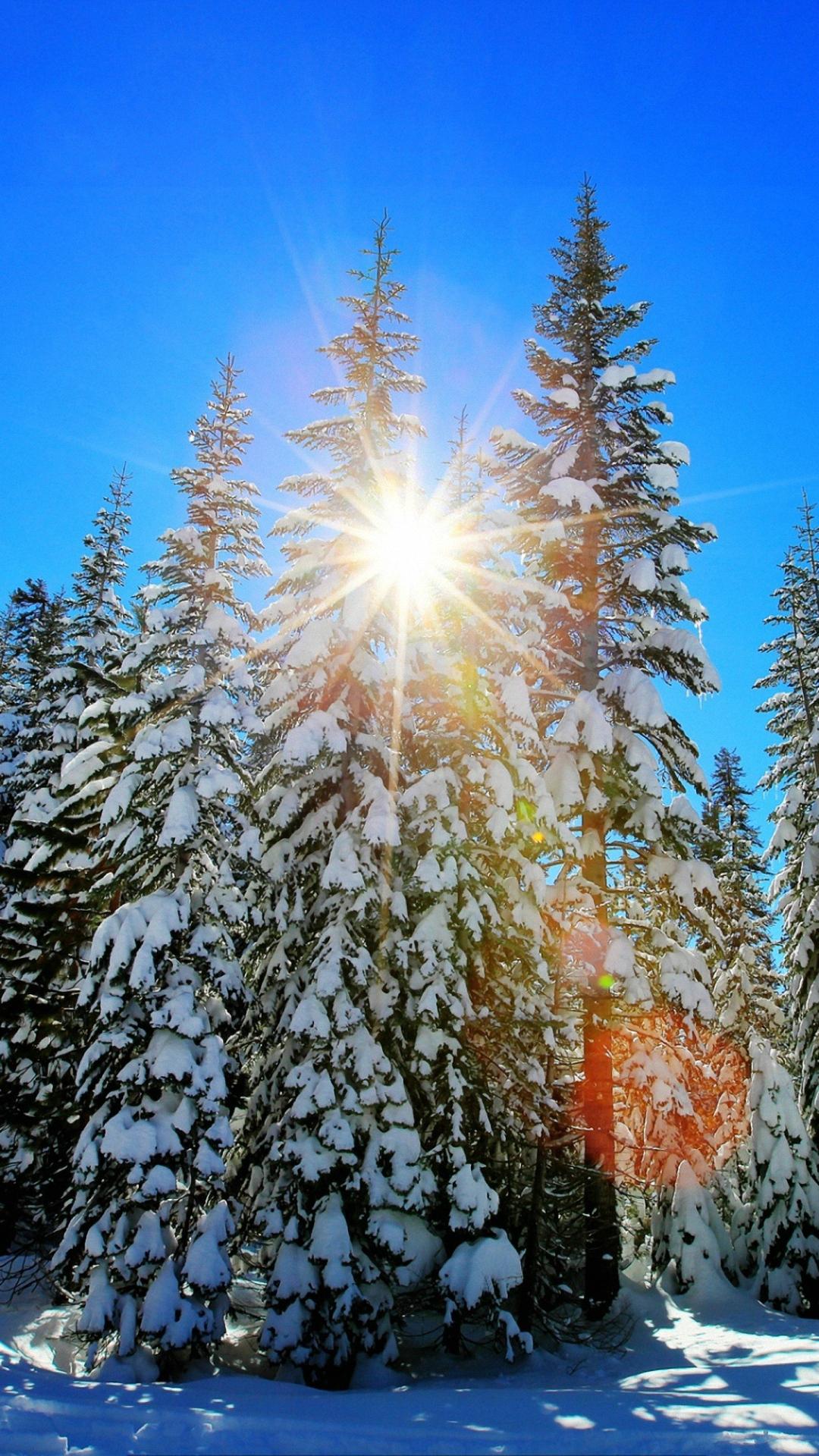 1080x1920 picture background wallpaper, shortleaf black spruce, balsam fir, tree, larix lyalliisubalpine larch, winter