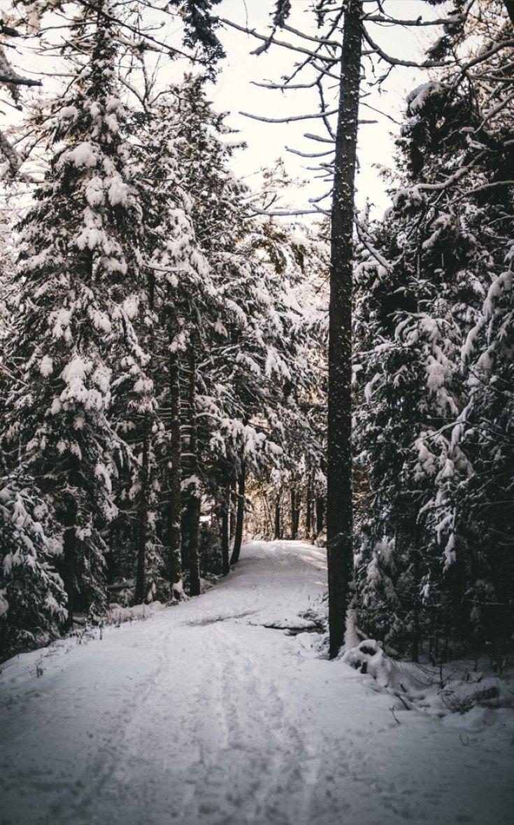 735x1179 Winter wonderland Wallpaper
