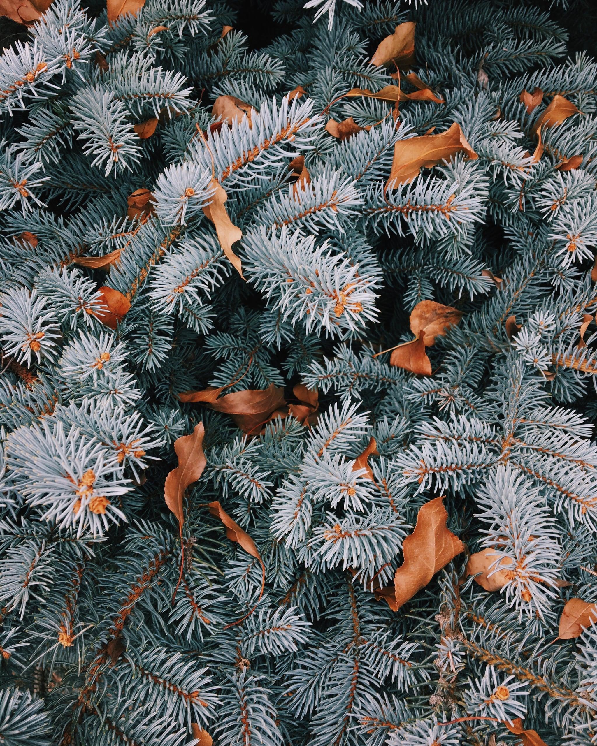 2048x2560 Best Christmas Wallpaper For Your Home Screen Aesthetic