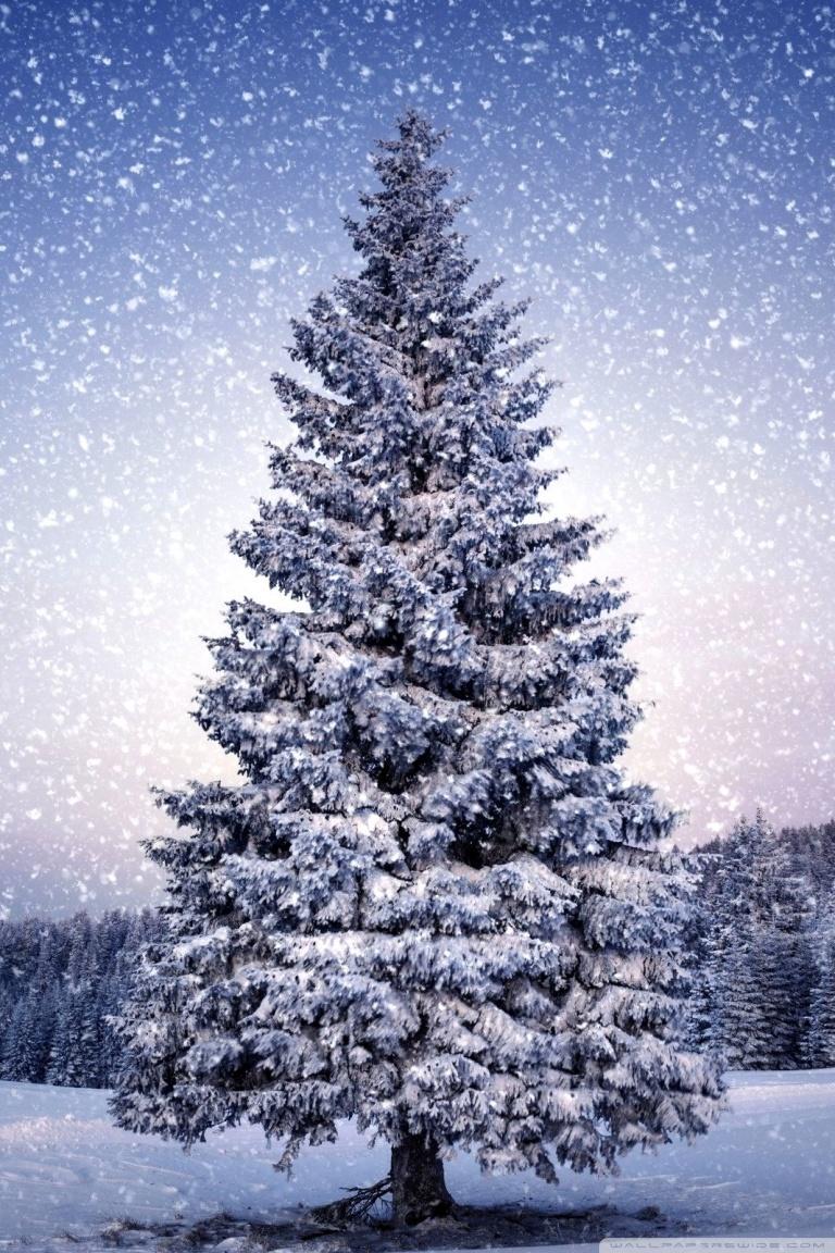 768x1152 Xmas Tree Wallpaper
