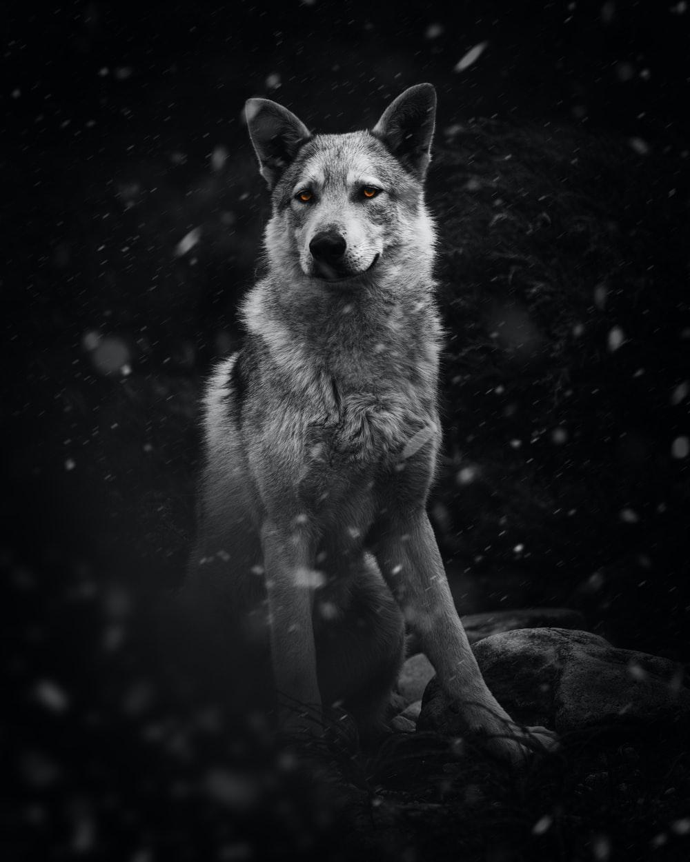 1000x1250 Wolf Wallpaper: Free HD Download [HQ]