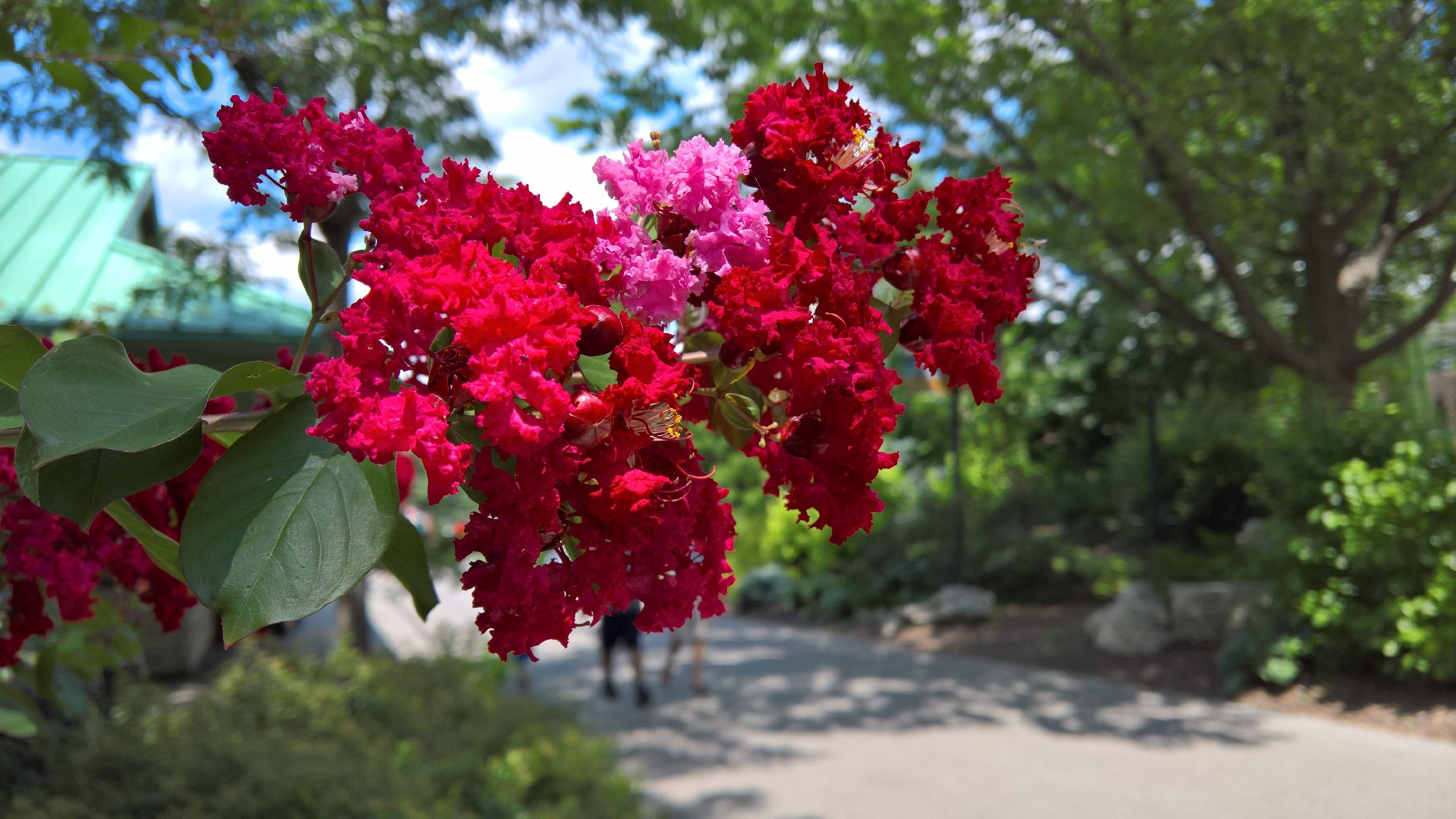 4096x2304 Red And Pink Flowers 5K UltraHD Wallpaper. Wallpaper Studio 10