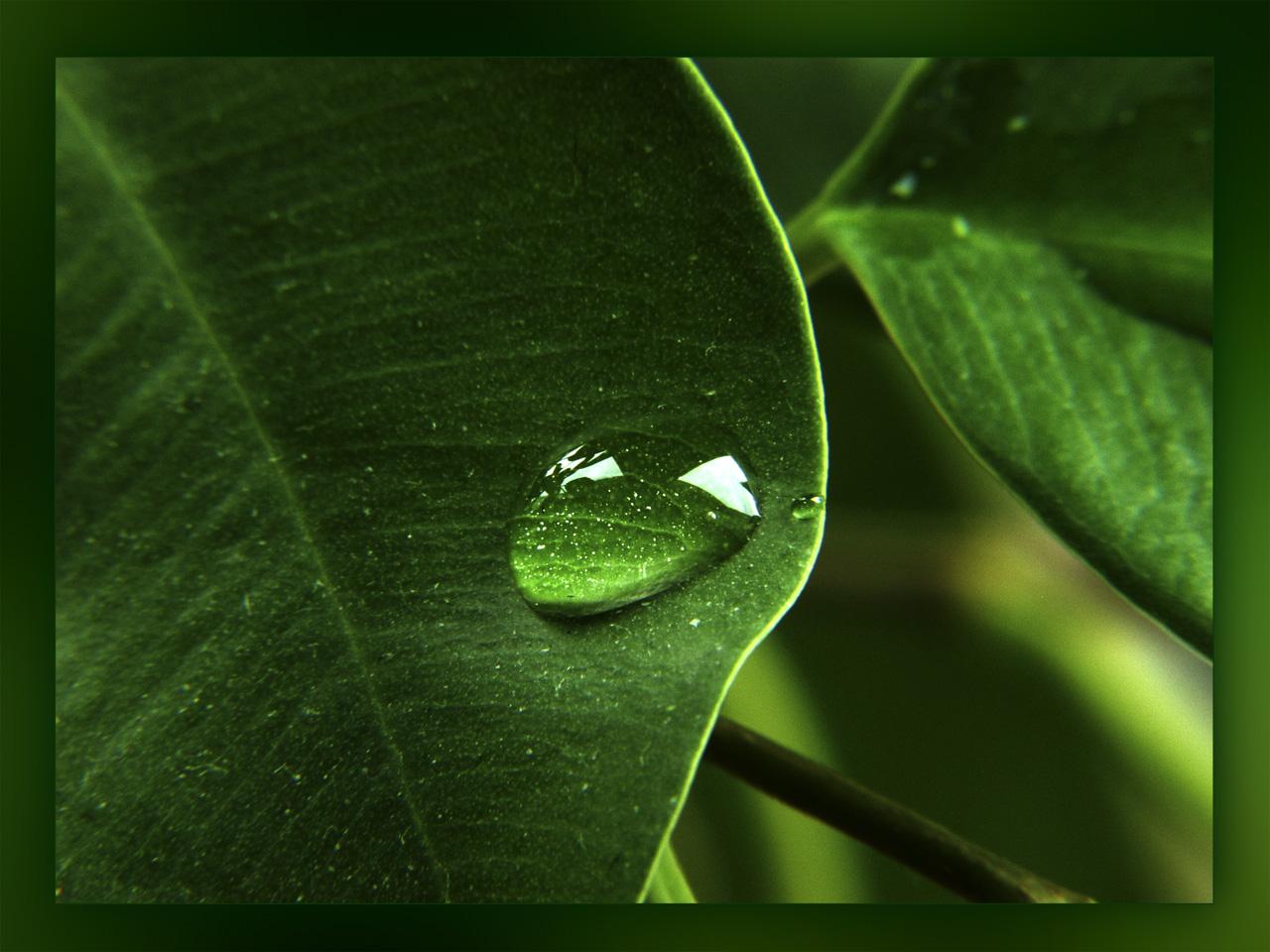 1280x960 Free download green wallpaper widescreen green nature wallpaper green wallpaper [1280x960] for your Desktop, Mobile & Tablet. Explore Green Wallpaper for Desktop. Black and Green Wallpaper, HD Wallpaper Green