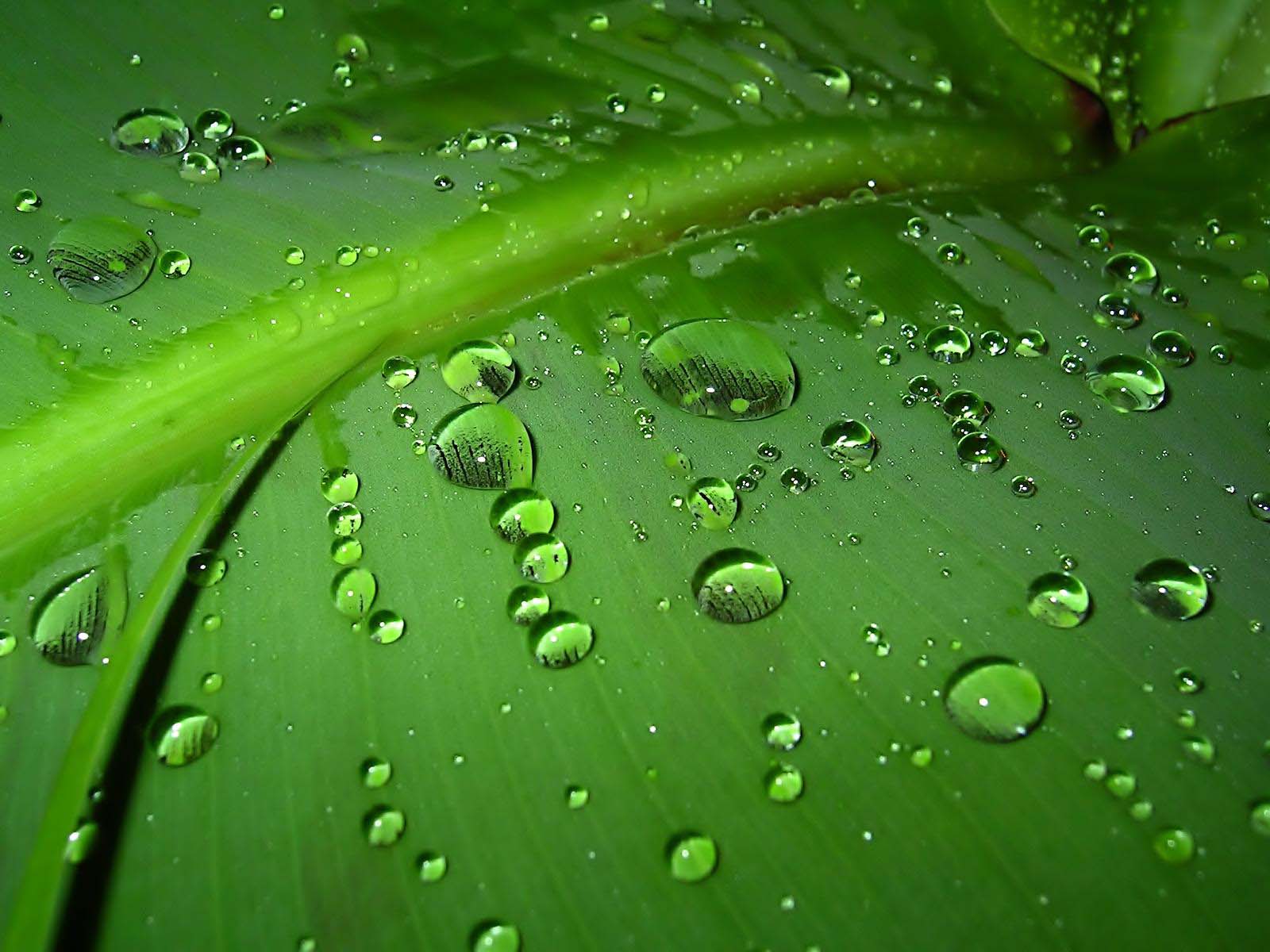 1600x1200 Free download green wallpaper widescreen green nature wallpaper green wallpaper [1600x1200] for your Desktop, Mobile & Tablet. Explore Dark Green Desktop Wallpaper. Dark HD Wallpaper, Best Dark Wallpaper, Black