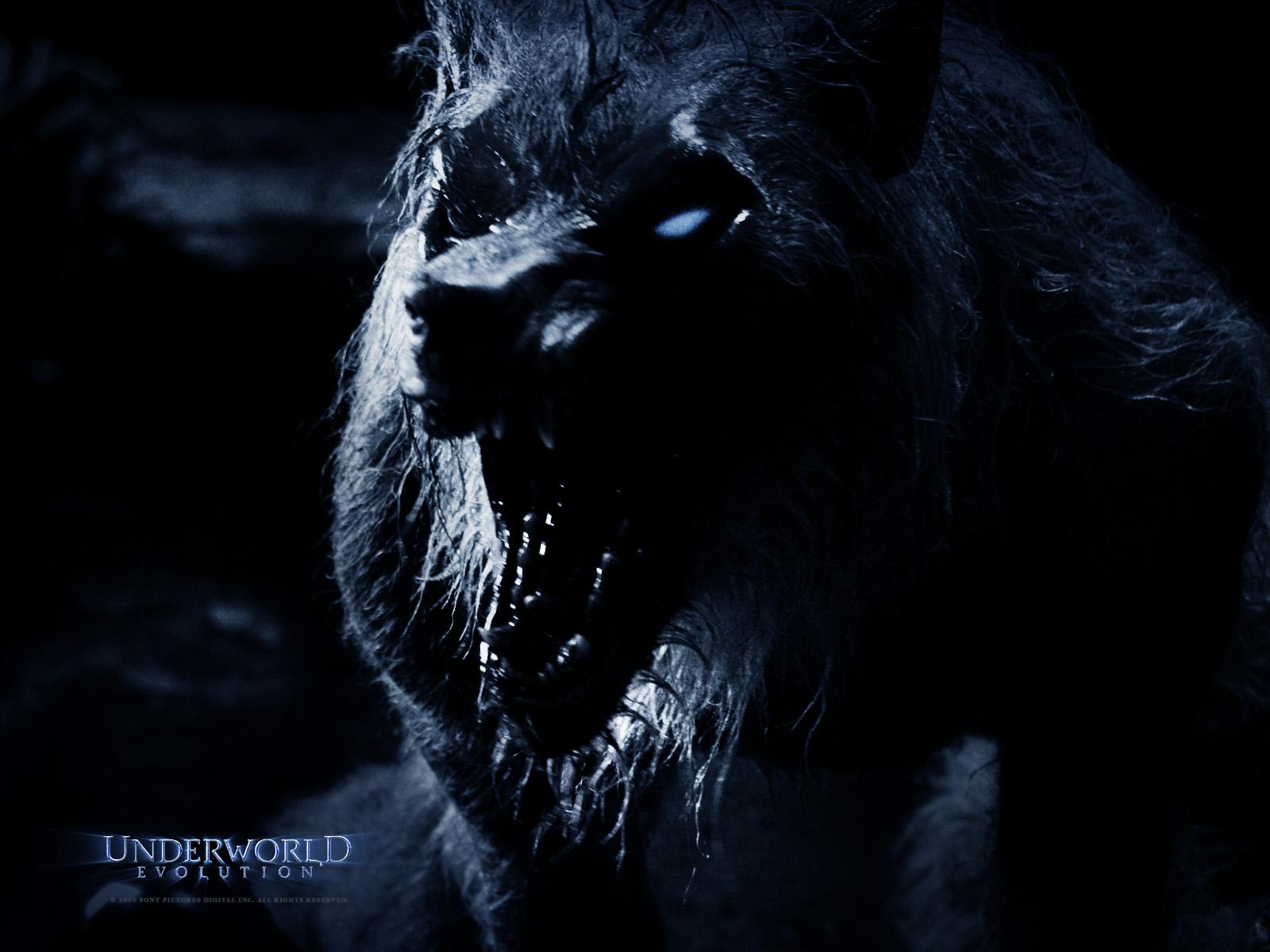 1600x1200 Free download werewolf HD wallpaper Werewolves wallpaper [1600x1200] for your Desktop, Mobile & Tablet. Explore Werewolf Image and Wallpaper. Werewolves Wallpaper, Classic Werewolf Wallpaper, Ancient Werewolf Wallpaper