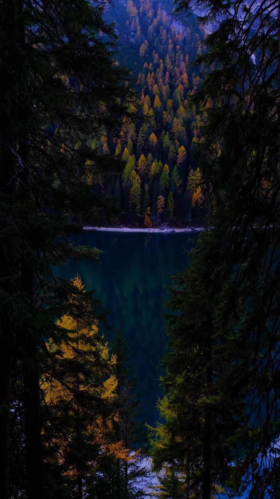 938x1668 Download Wallpaper 938x1668 Forest, Autumn, Lake, Branches, Dark Iphone 8 7 6s 6 For Parallax HD Background