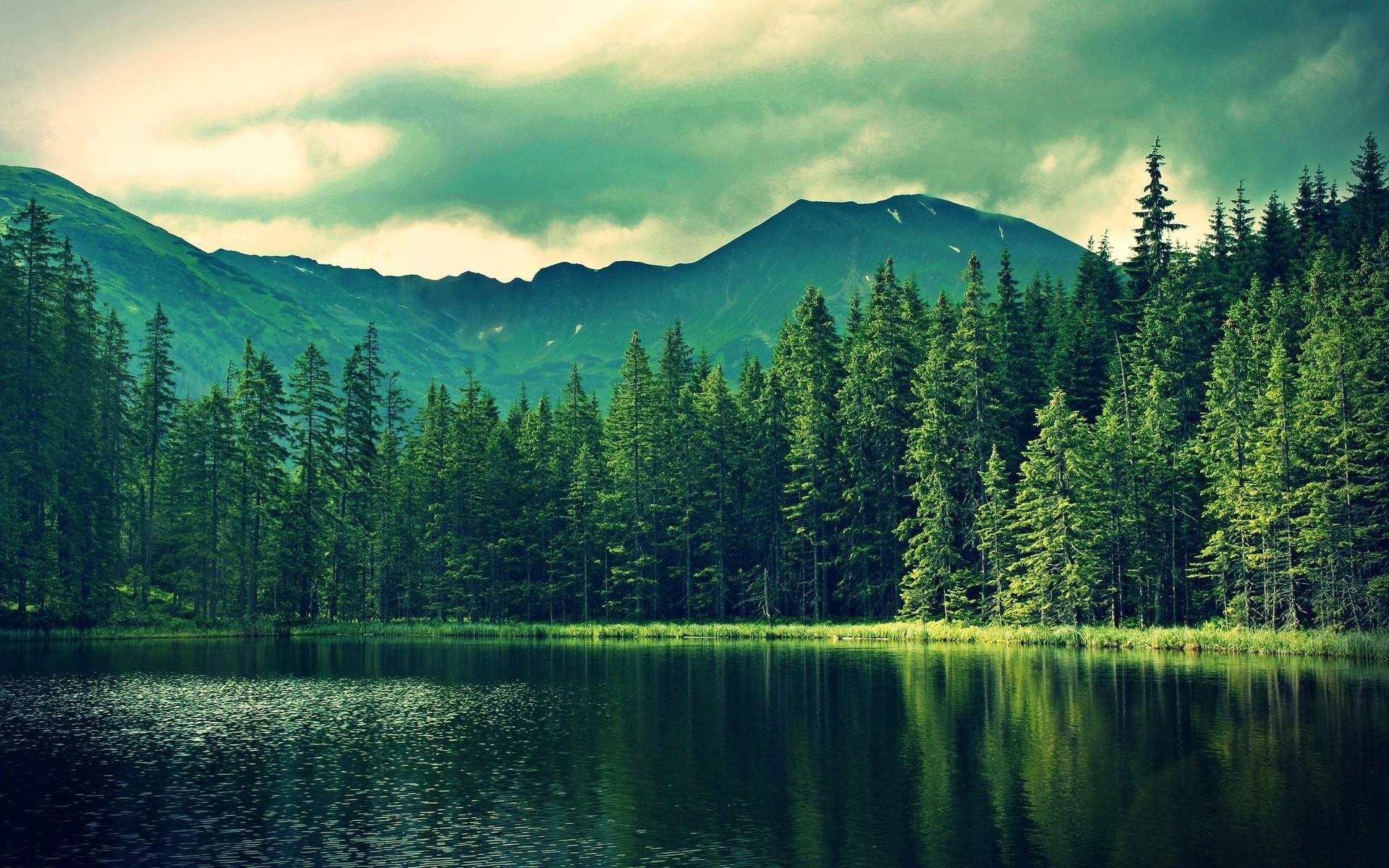 1920x1200 Free download Forest Wallpaper WallpaperIn4knet [1920x1200] for your Desktop, Mobile & Tablet. Explore Forest Wallpaper. Forest Wallpaper Hd, Dark Forest Wallpaper, Winter Forest Wallpaper