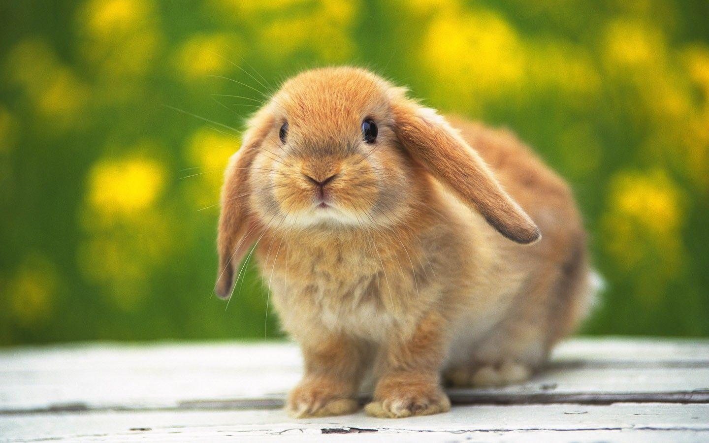 1440x900 1440x900px Kawaii Bunny Wallpaper