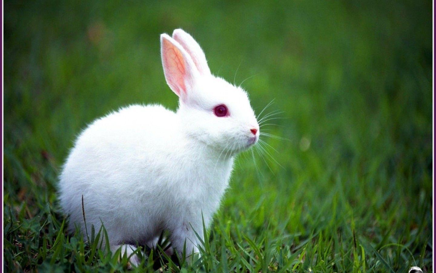1440x900 rabbit animal new HD wallpaper. Animals. Animals, Rabbit, Bunny