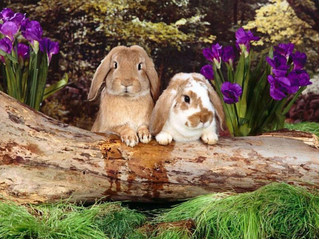 1024x768 Bunny Desktop Wallpaper OHS.SCB Wallpaper