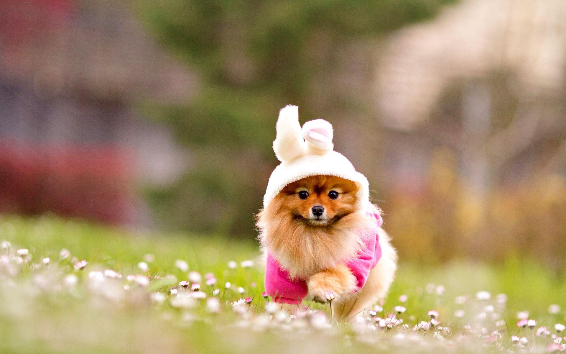 1920x1200 Puppy Picture That Will Make Your Heart Melt