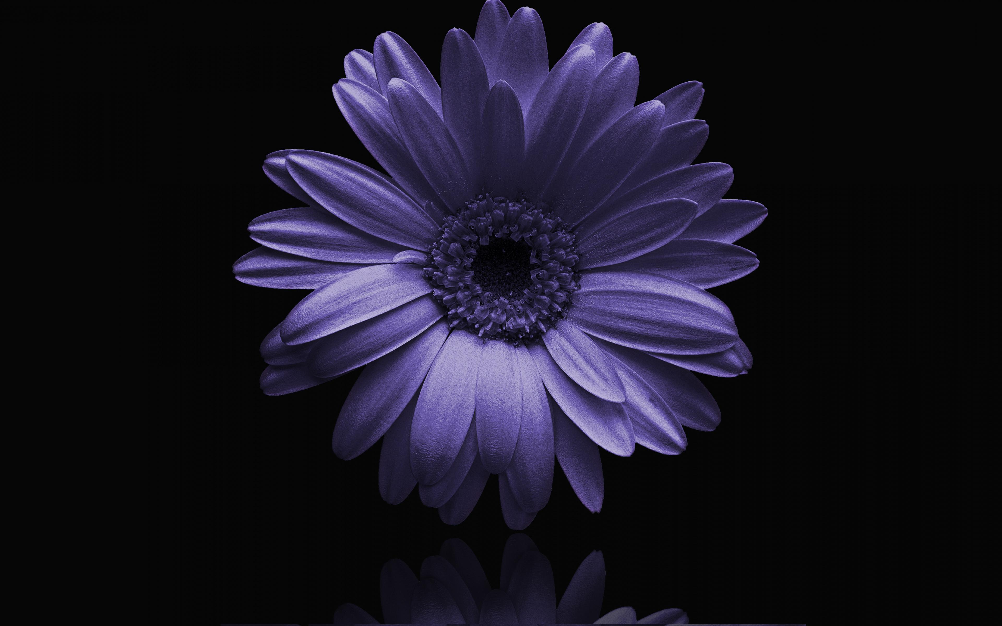 3840x2400 Download Purple, Gerbera, flower, portrait wallpaper, 3840x 4K Ultra HD 16: Widescreen