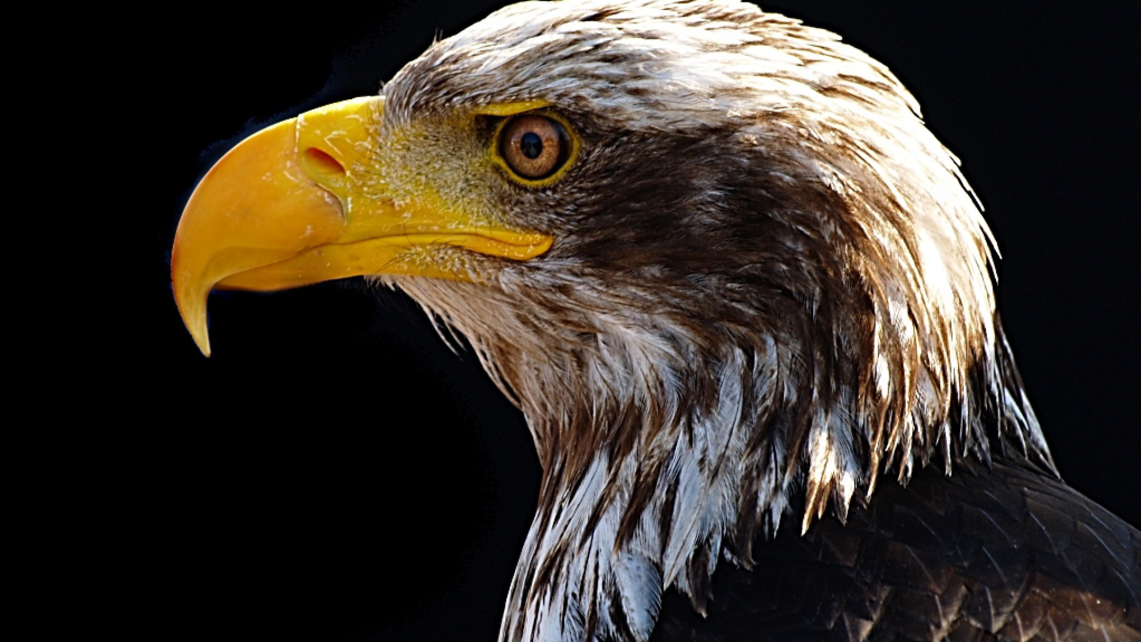 3840x2160 Bald Eagle's Portrait HD Wallpaper 4K Ultra HD Wallpaper .net