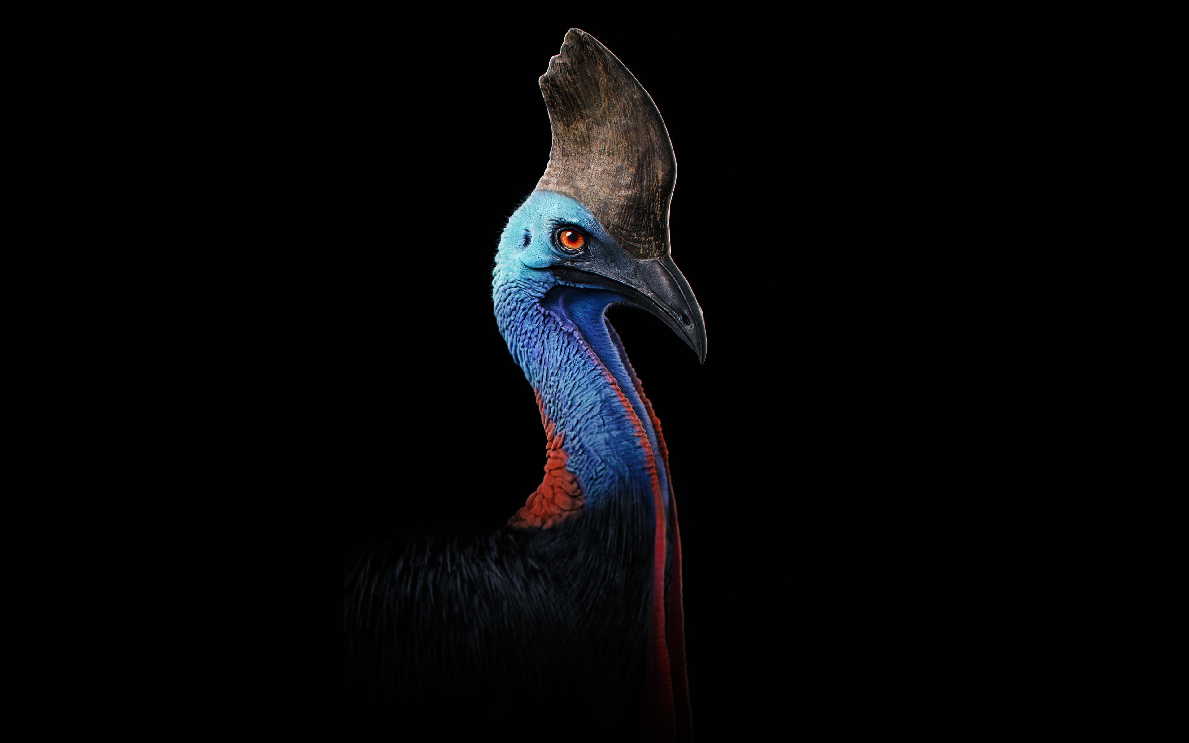 3840x2400 Download Dinosaur bird, colorful neck, portrait wallpaper, 3840x 4K Ultra HD 16: Widescreen