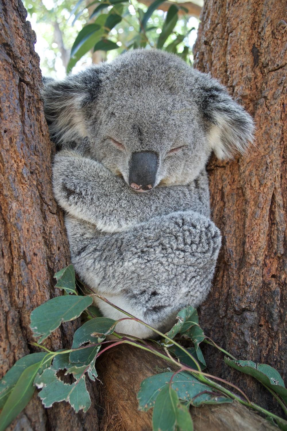 7458 Koala Wallpaper Images Stock Photos  Vectors  Shutterstock