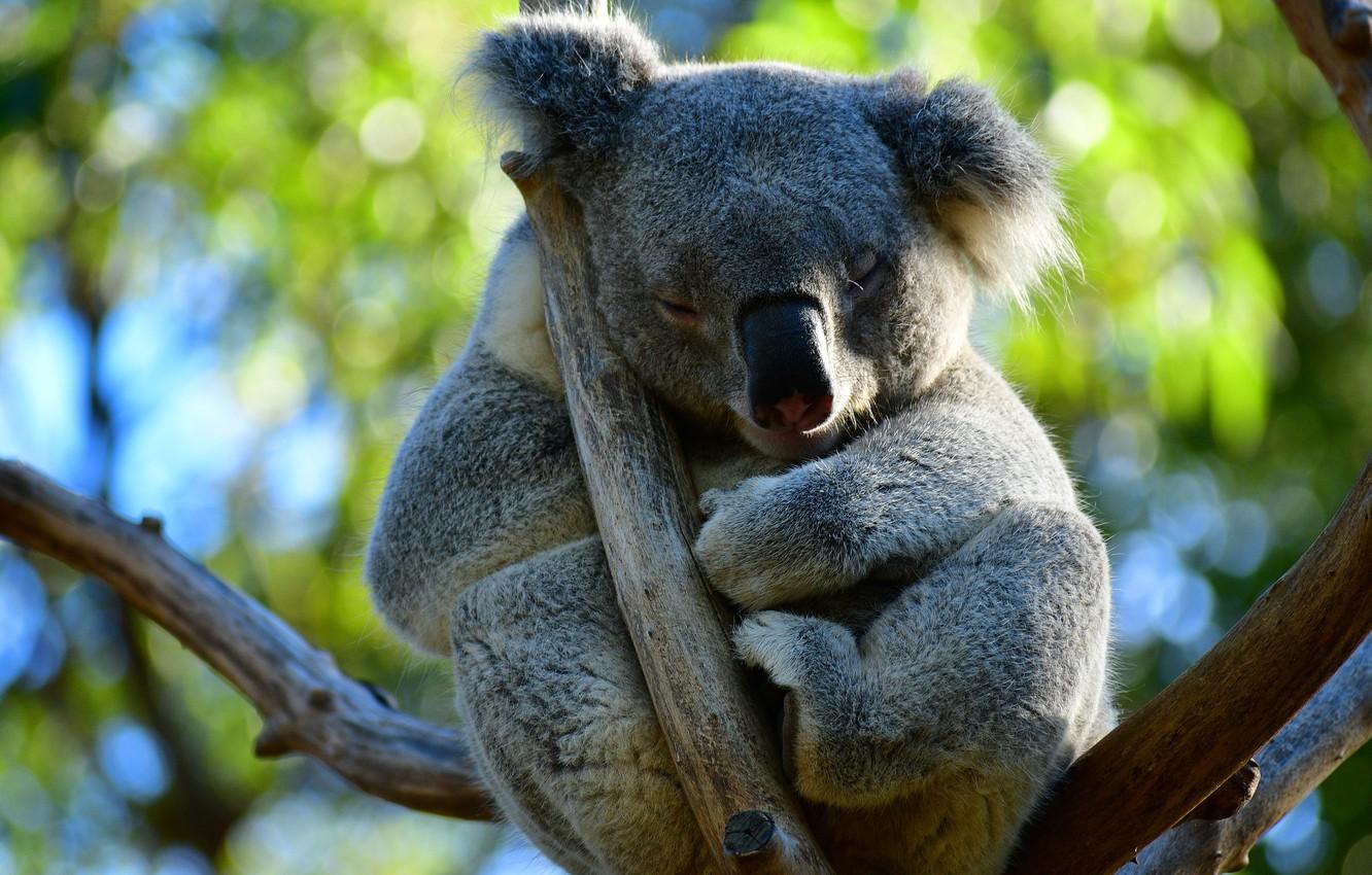 Sleeping Koala Wallpapers Top Free Sleeping Koala Backgrounds Wallpaperaccess