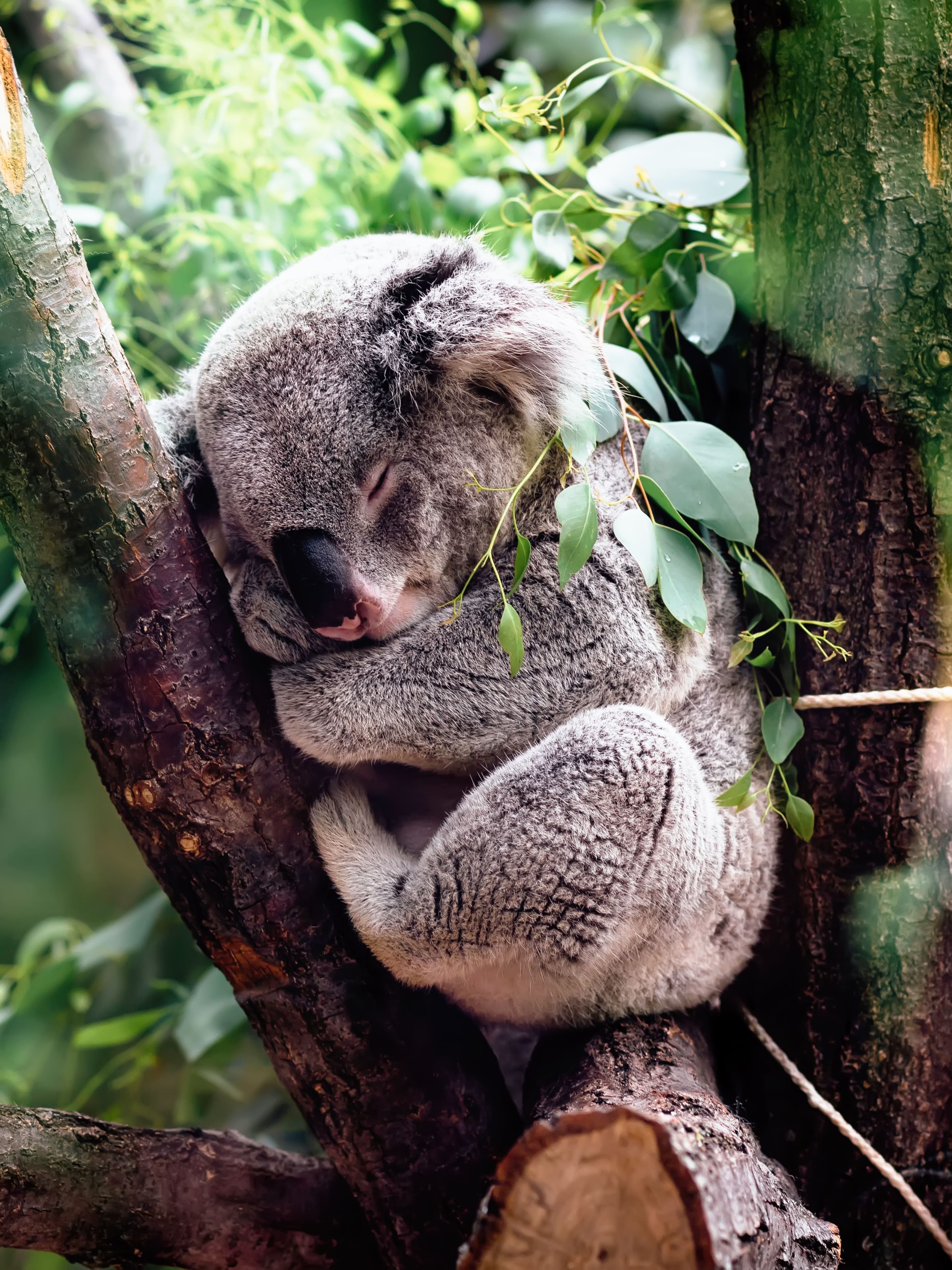 2880x3840 Koala sleeping wallpaper
