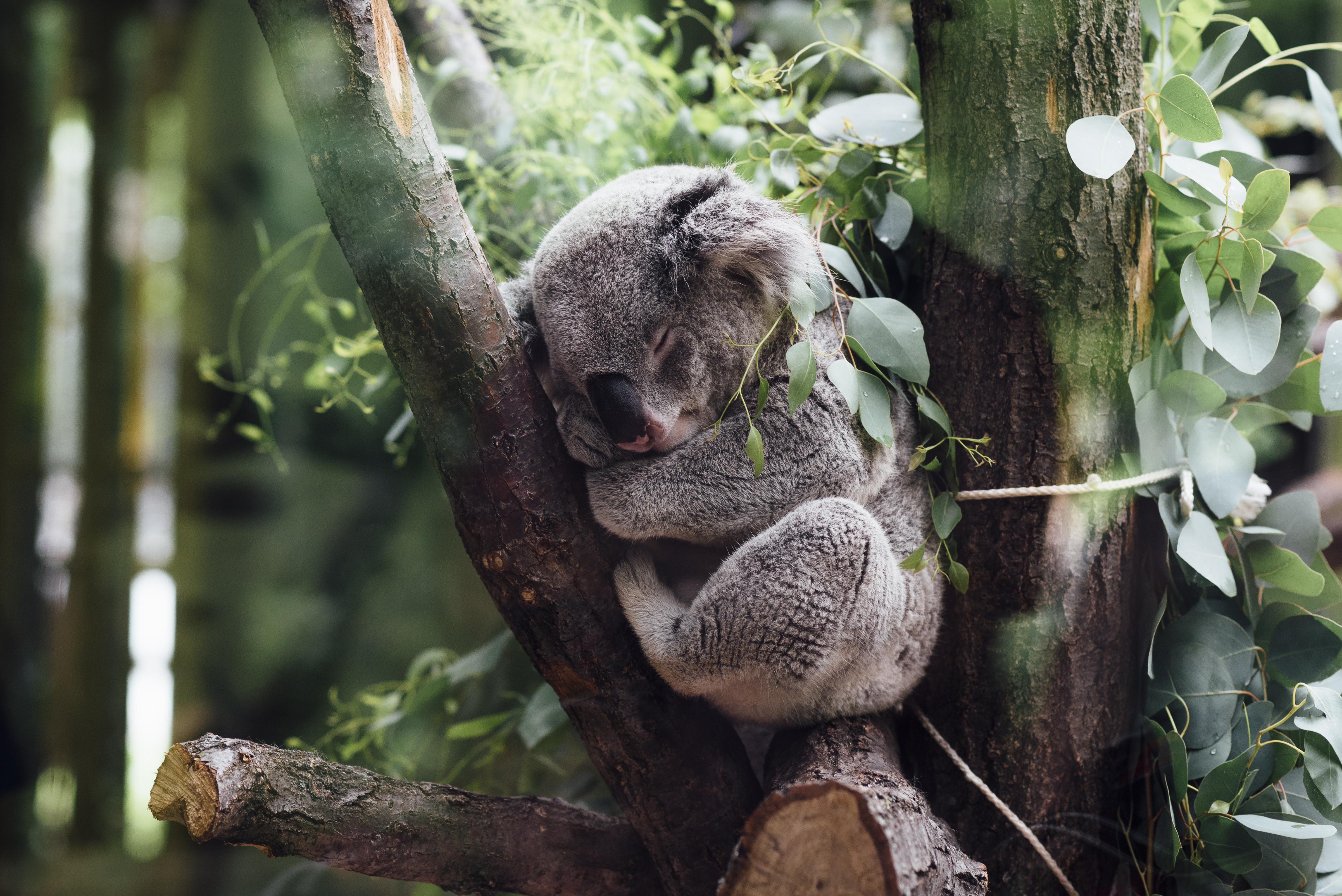 4804x3207 Koala Asleep in a Tree 4k Ultra HD Wallpaper