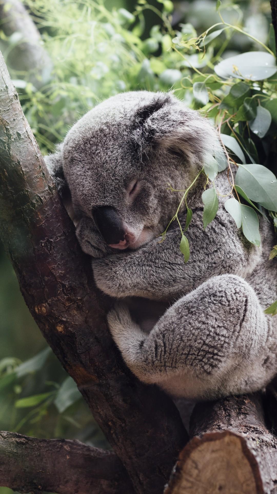 1080x1920 Koala, Tree, Sleeping, Leaves, Branches