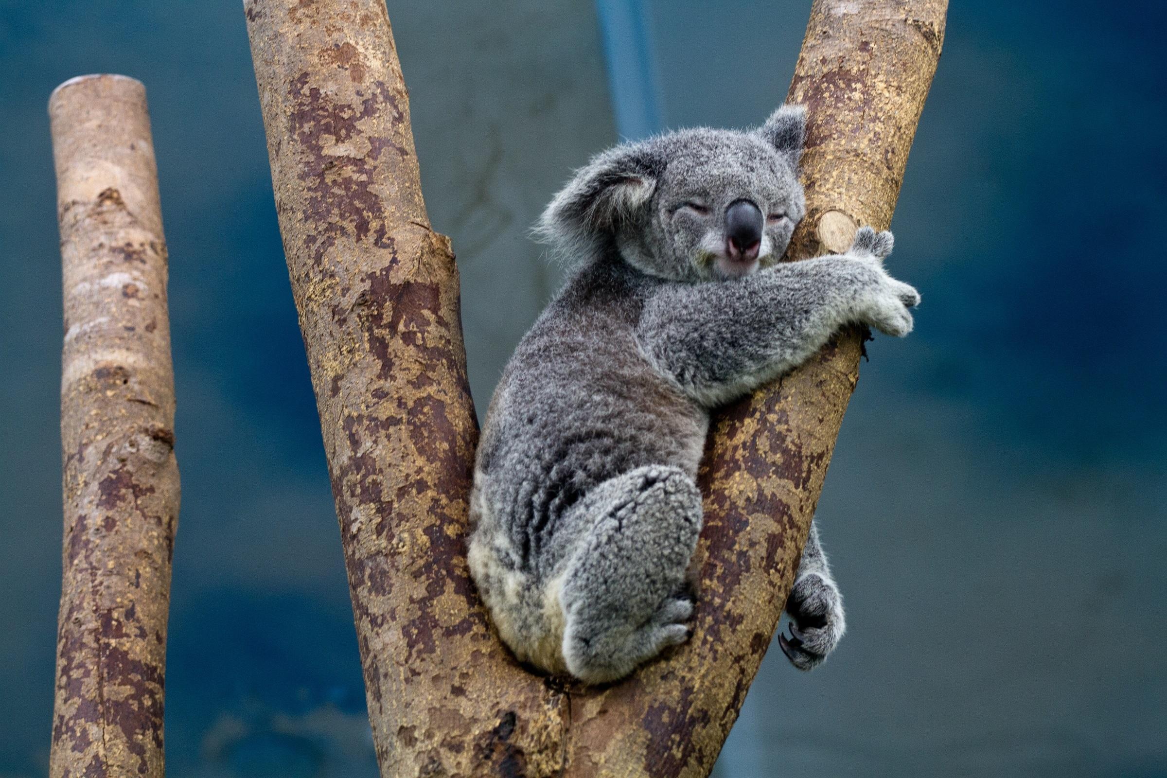 2400x1600 Free photo: Koala Sleeping, Jungle, Koala