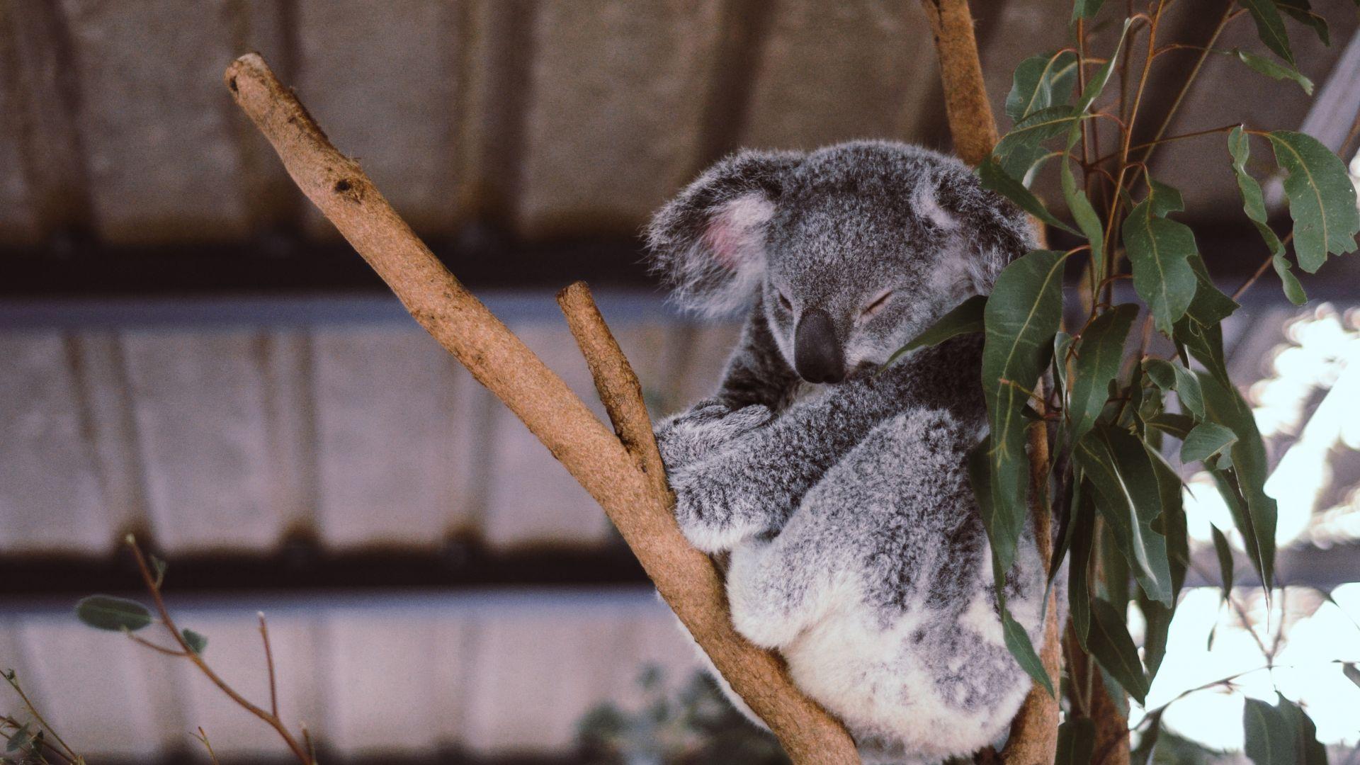 1920x1080 Desktop Wallpaper Koala, Cute Animal, Sleeping, Tree Branch, HD Image, Picture, Background, 3a9e13