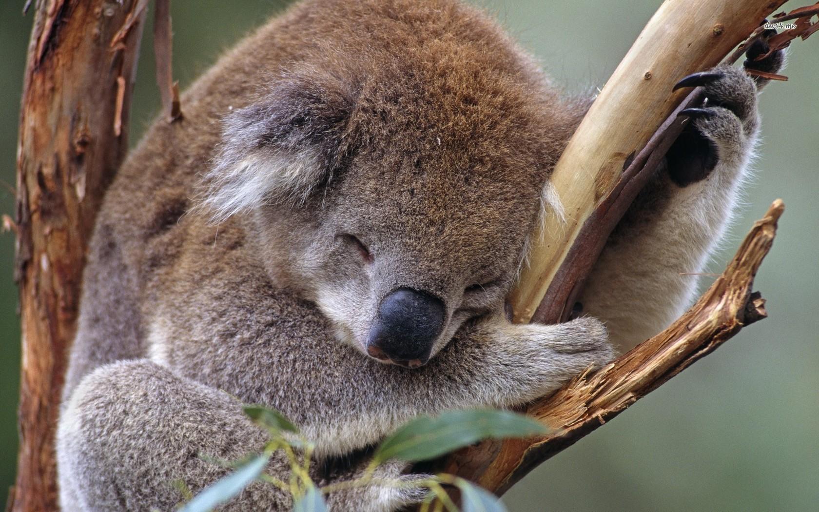 1680x1050 Koala wallpaperx1050