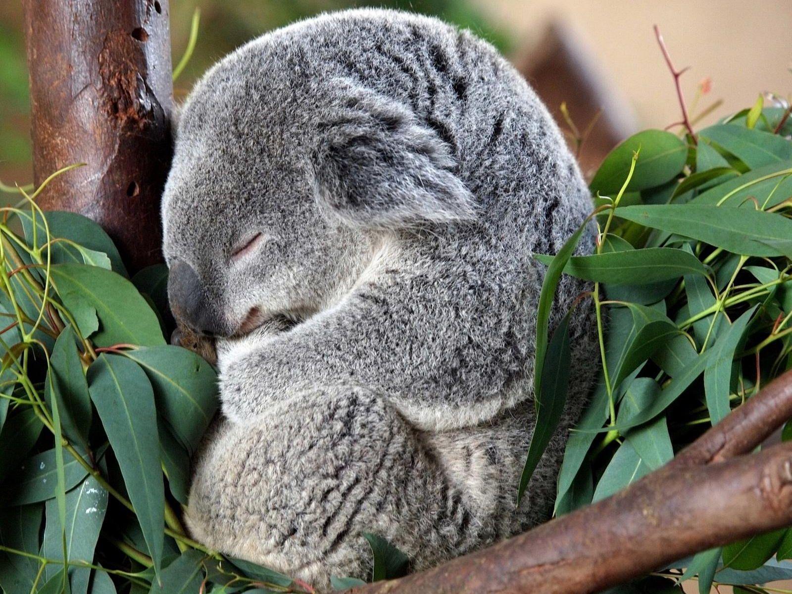 1600x1200 cute koala wallpaper, mammal, koala, vertebrate, terrestrial animal, marsupial