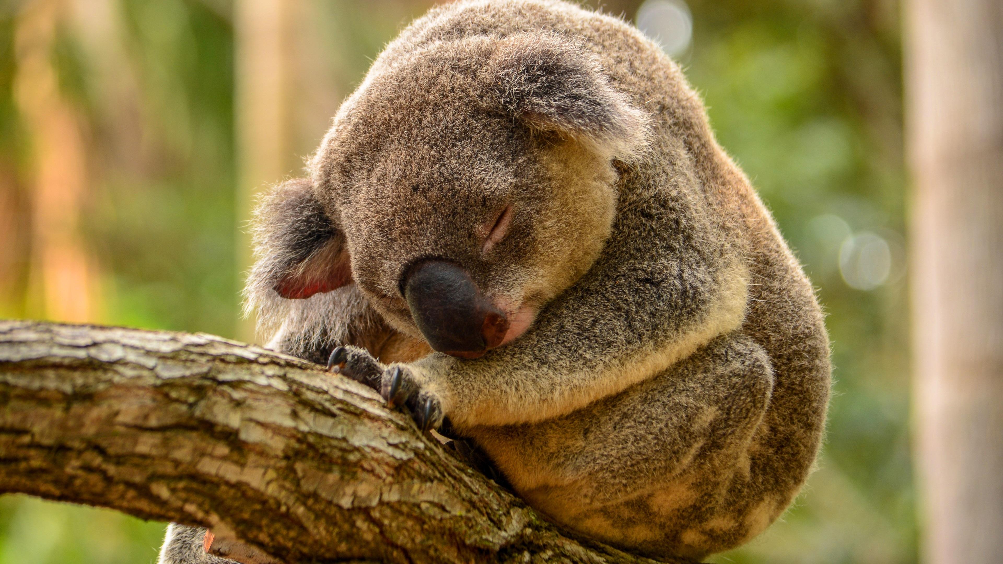 3840x2160 Wallpaper Koala sleep in tree 3840x2160 UHD 4K Picture, Image