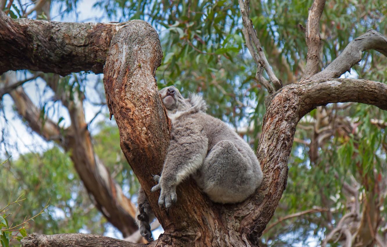 1332x850 Wallpaper tree, Australia, Koala, sleep image for desktop, section животные