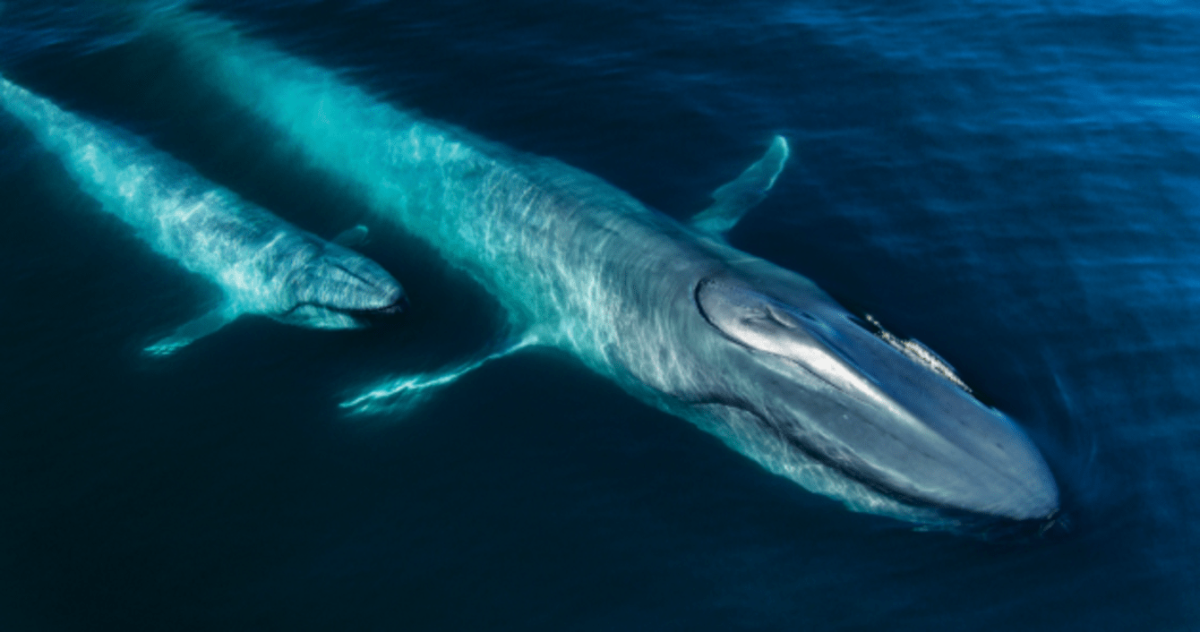 1340x706 These stunning image from Netflix's Our Planet took four years to capture
