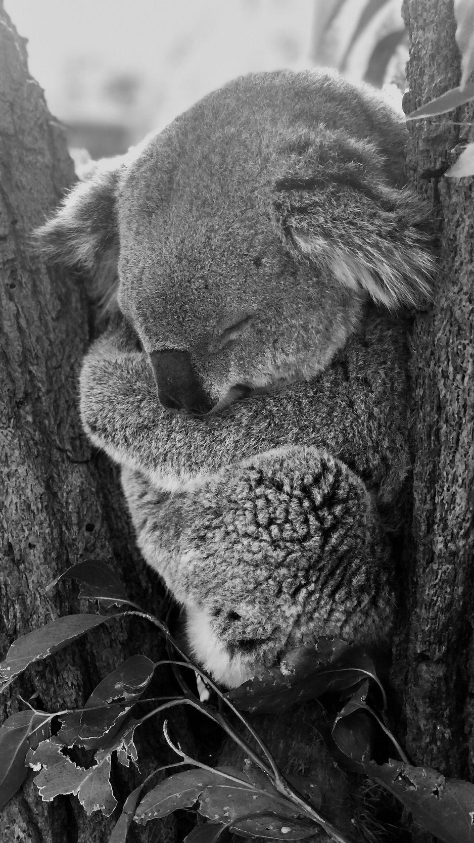 938x1668 Download Wallpaper 938x1668 Koala, Sleep, Animal, Gray, Bw Iphone 8 7 6s 6 For Parallax HD Background