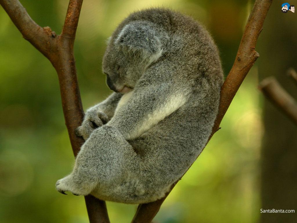 1024x768 Free download Koalas wallpaper Wallpaper Crazy [1024x768] for your Desktop, Mobile & Tablet. Explore HD Koala Wallpaper. Koala Bear Wallpaper for Desktop, Baby Koala Wallpaper, Cute Baby Koala Wallpaper