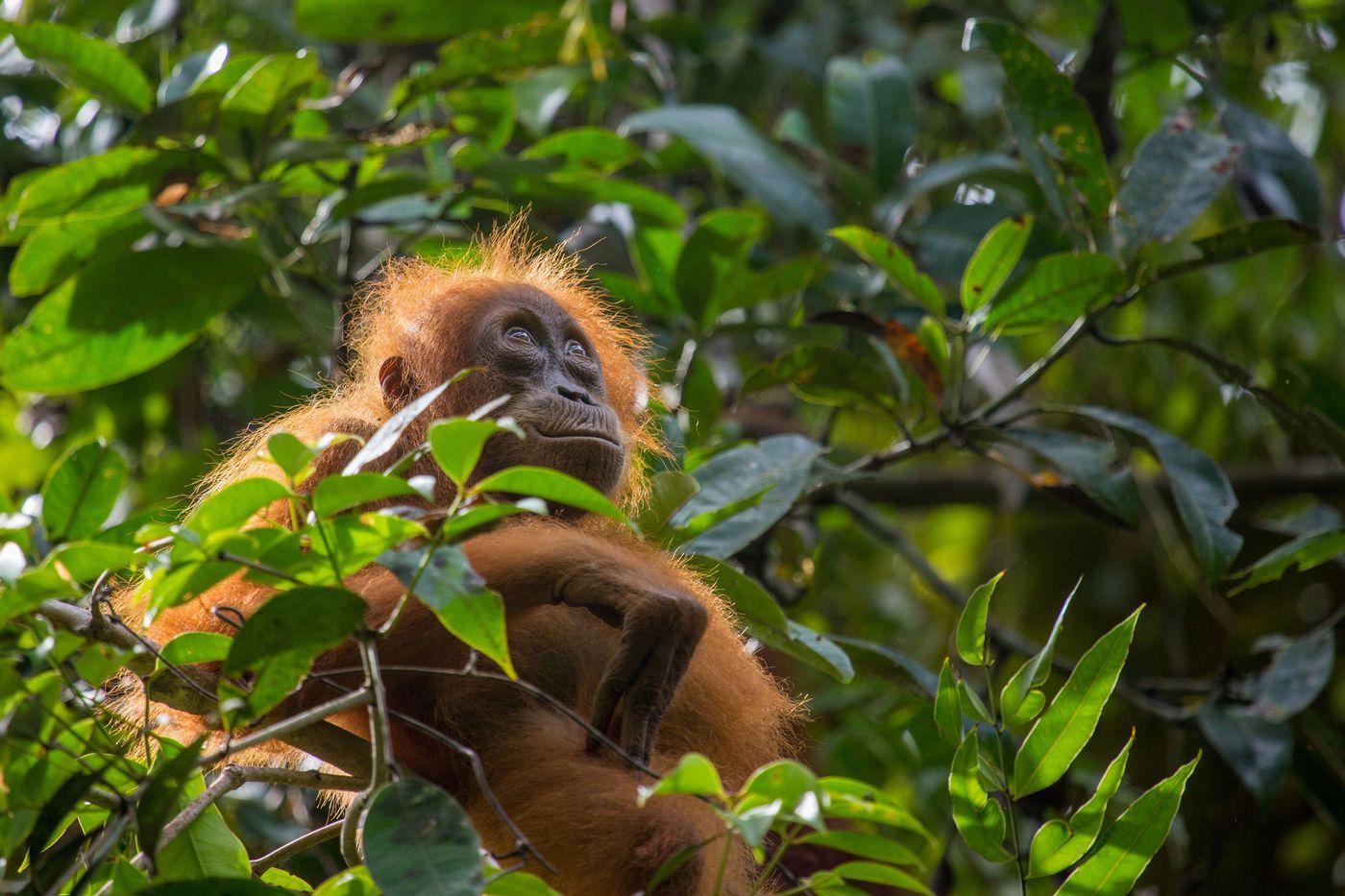 1400x933 Netflix's Our Planet review: loss is the most important nature story of our time