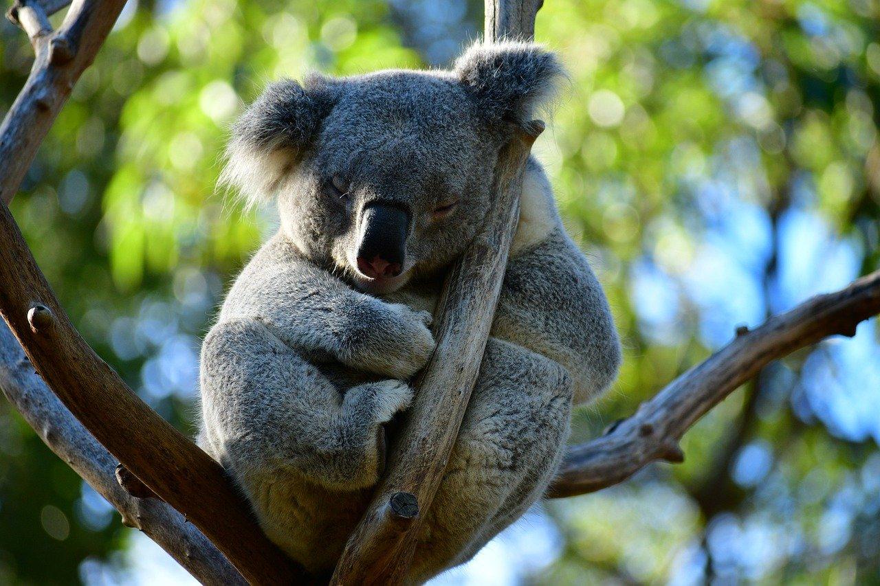 1280x853 Cute Koala Sleeping Small