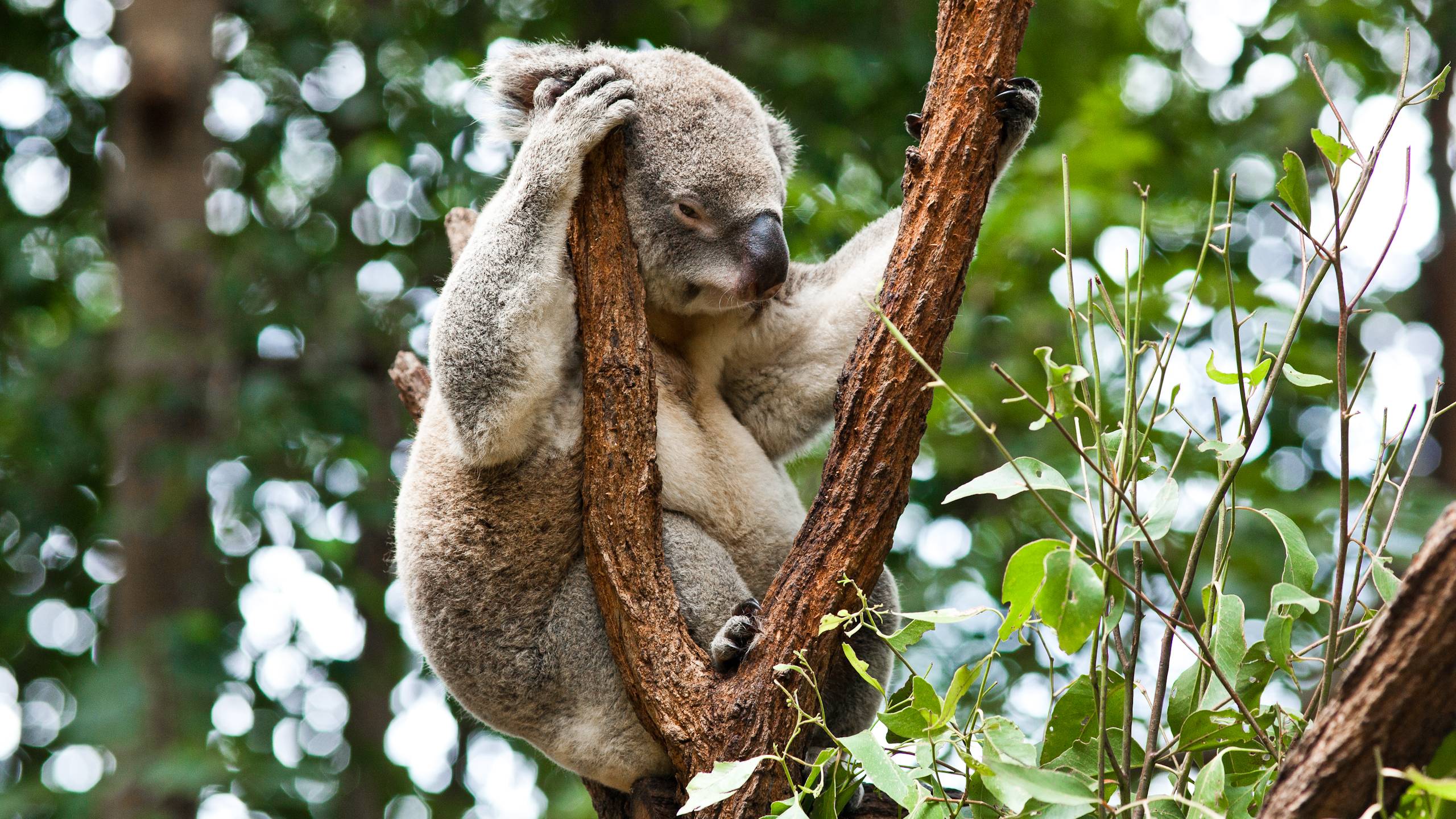2560x1440 Wonderful HD Koala Wallpaper