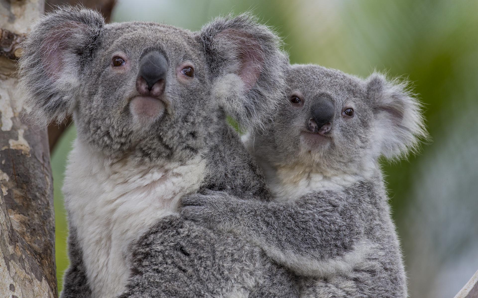 1920x1200 Free download Cute Baby Koala Wallpaper Koala baby h wallpaper [1920x1200] for your Desktop, Mobile & Tablet. Explore Cute Koala Wallpaper. Cute Koala Wallpaper, Cute Baby Koala Wallpaper, Koala Wallpaper