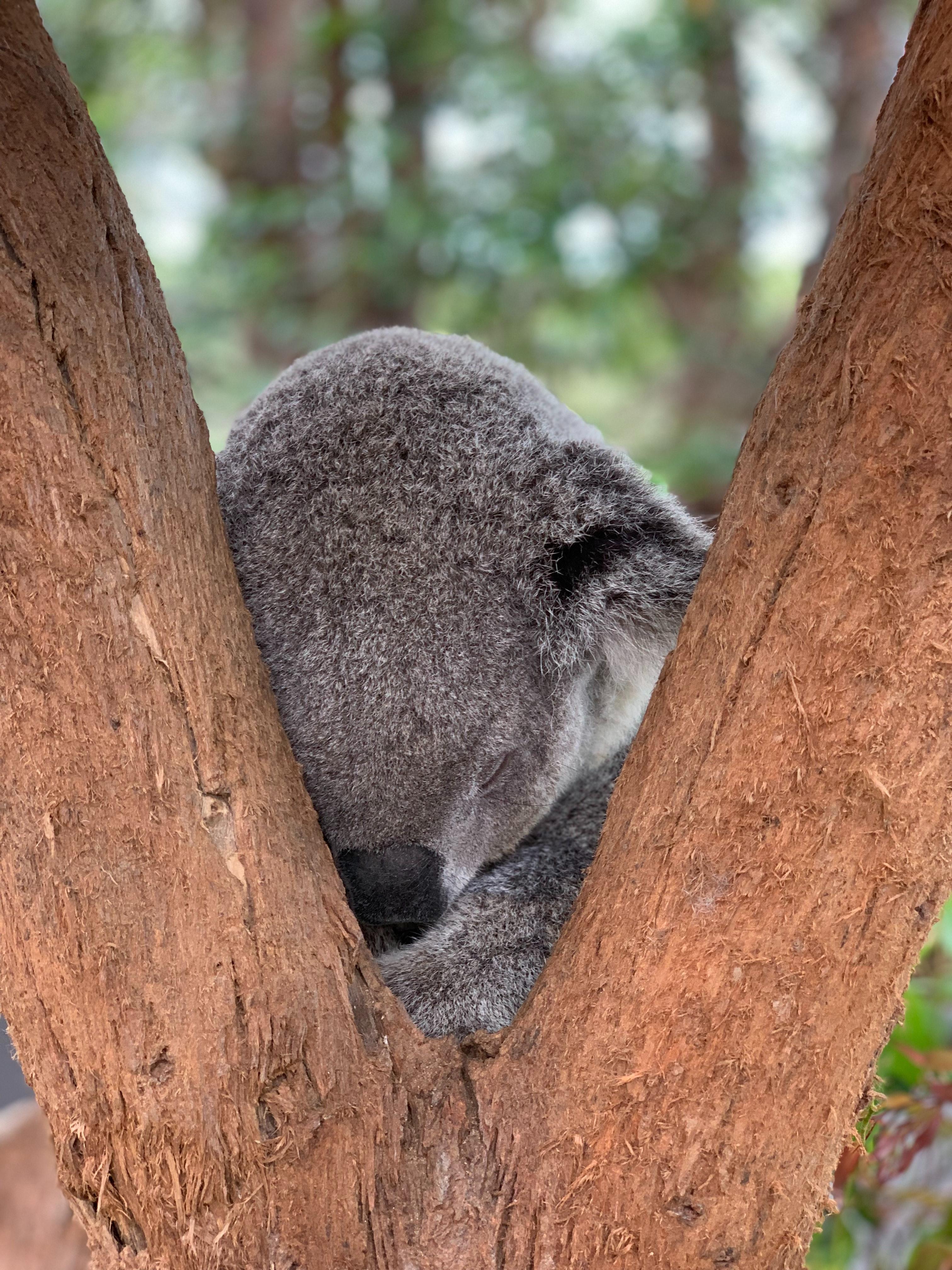 3024x4032 Best Koala Photo · 100% Free Downloads