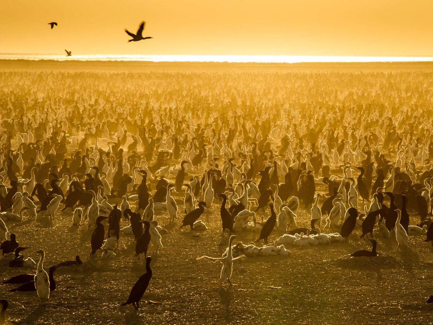 1400x1050 Netflix's Our Planet review: loss is the most important nature story of our time