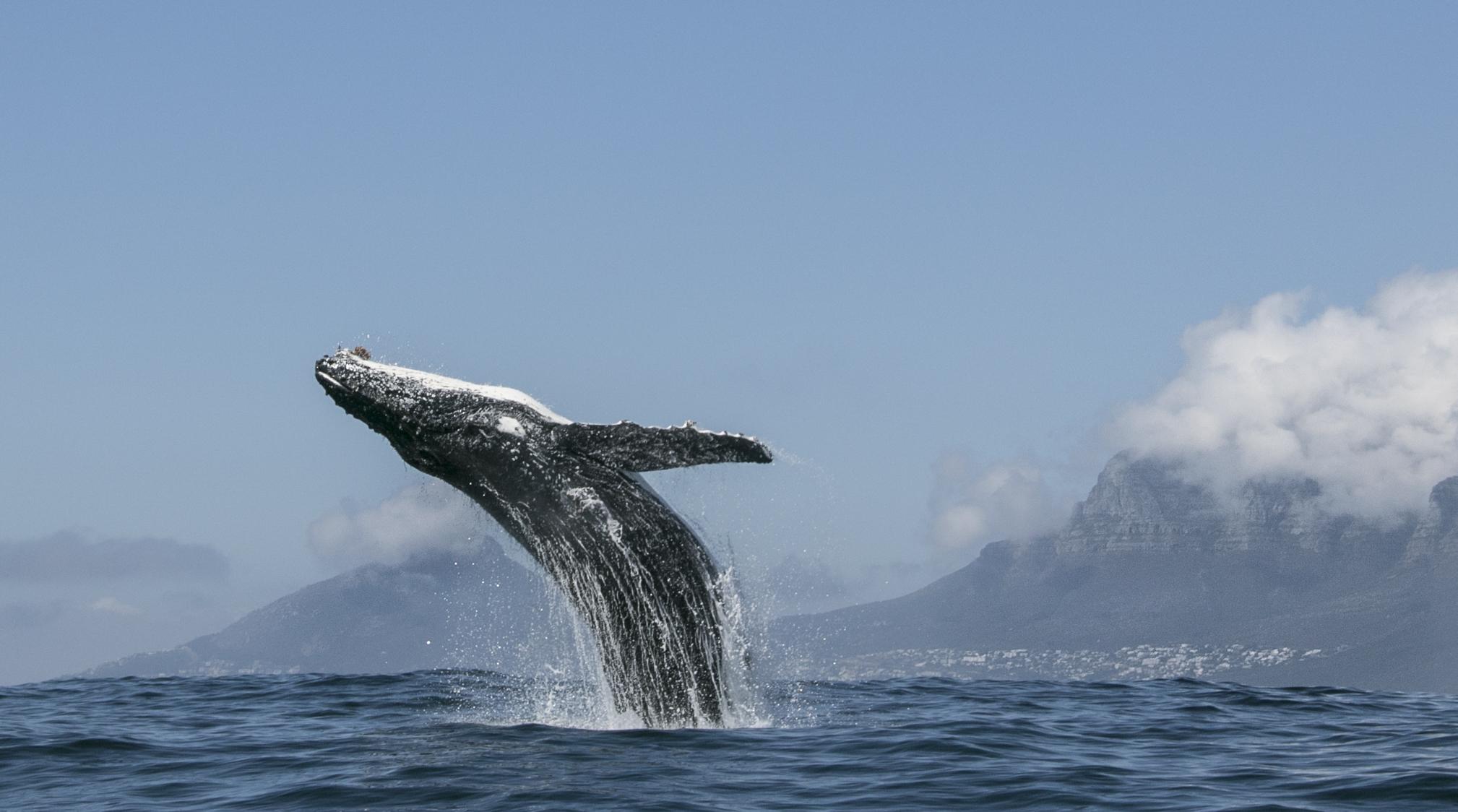 2018x1124 Now Streaming. Our Planet. Narrated by Sir David Attenborough