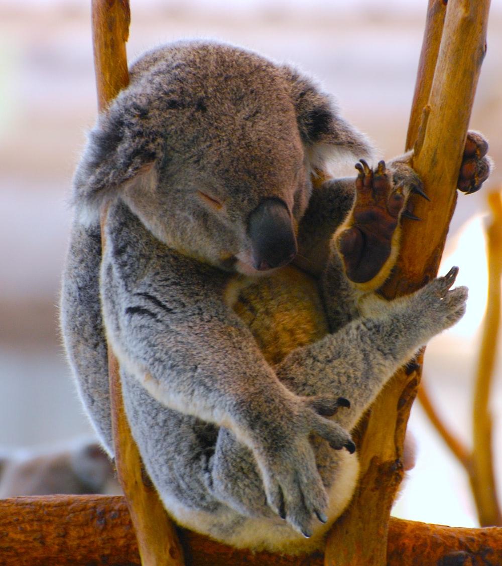 1000x1128 Koala Sleeping Picture. Download Free Image