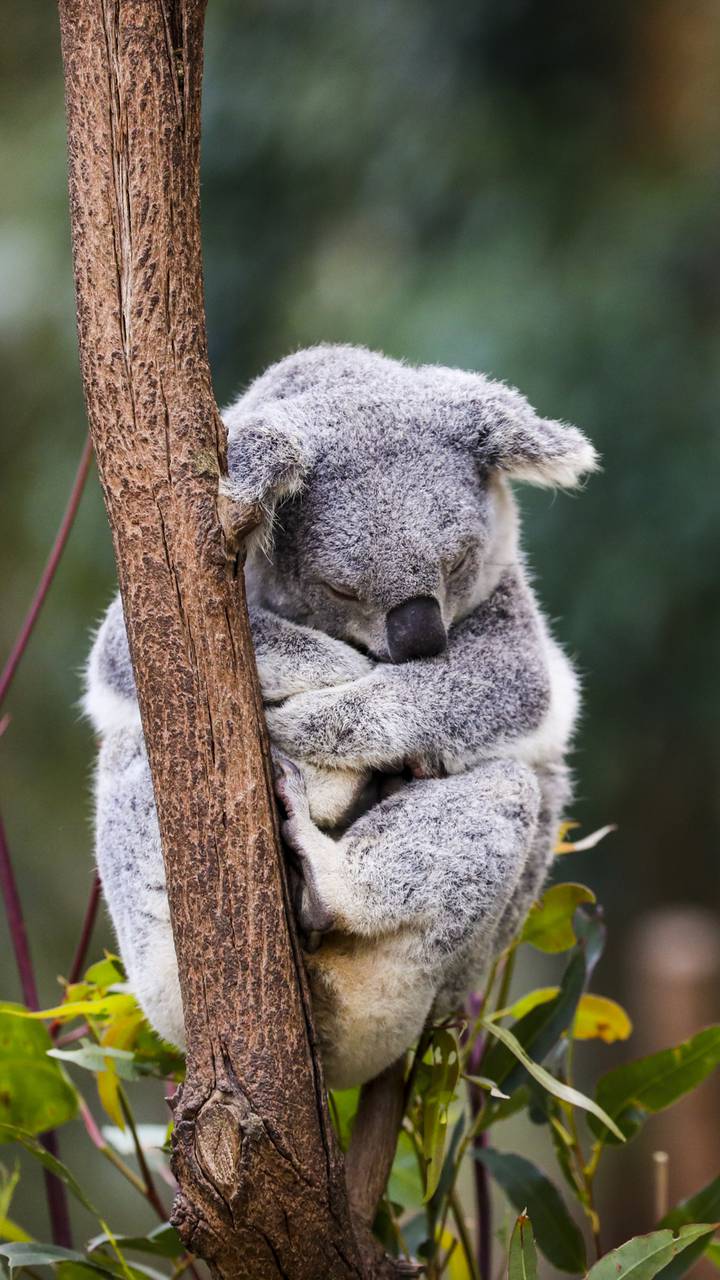 720x1280 Lovely Koala Bear Sleeping in A Tree MIUI wallpaper and Tutorial