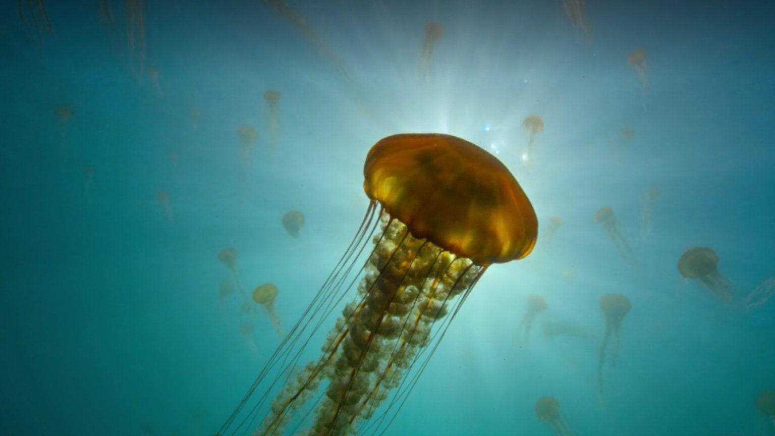 1536x864 disturbing facts we learnt from Netflix's 'Our Planet'. Condé Nast Traveller India