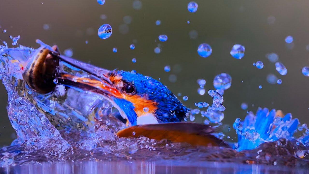 1280x720 Netflix Out Planet (UHD) Bird Snatches Fish Out Of Water. By David Attenborough