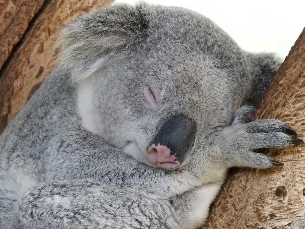 1024x768 Sleeping Koala