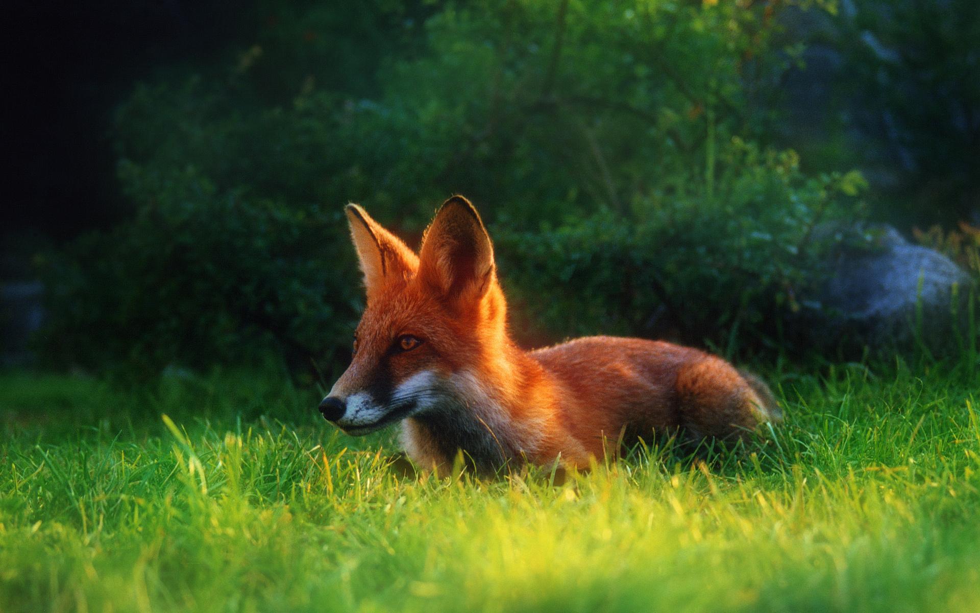 1920x1200 Free download wallpaper fox wildlife red image desktop wallpaper [1920x1200] for your Desktop, Mobile & Tablet. Explore Fox Wallpaper Picture. Star Fox Wallpaper, Megan Fox Wallpaper Hd, Black Desktop Wallpaper