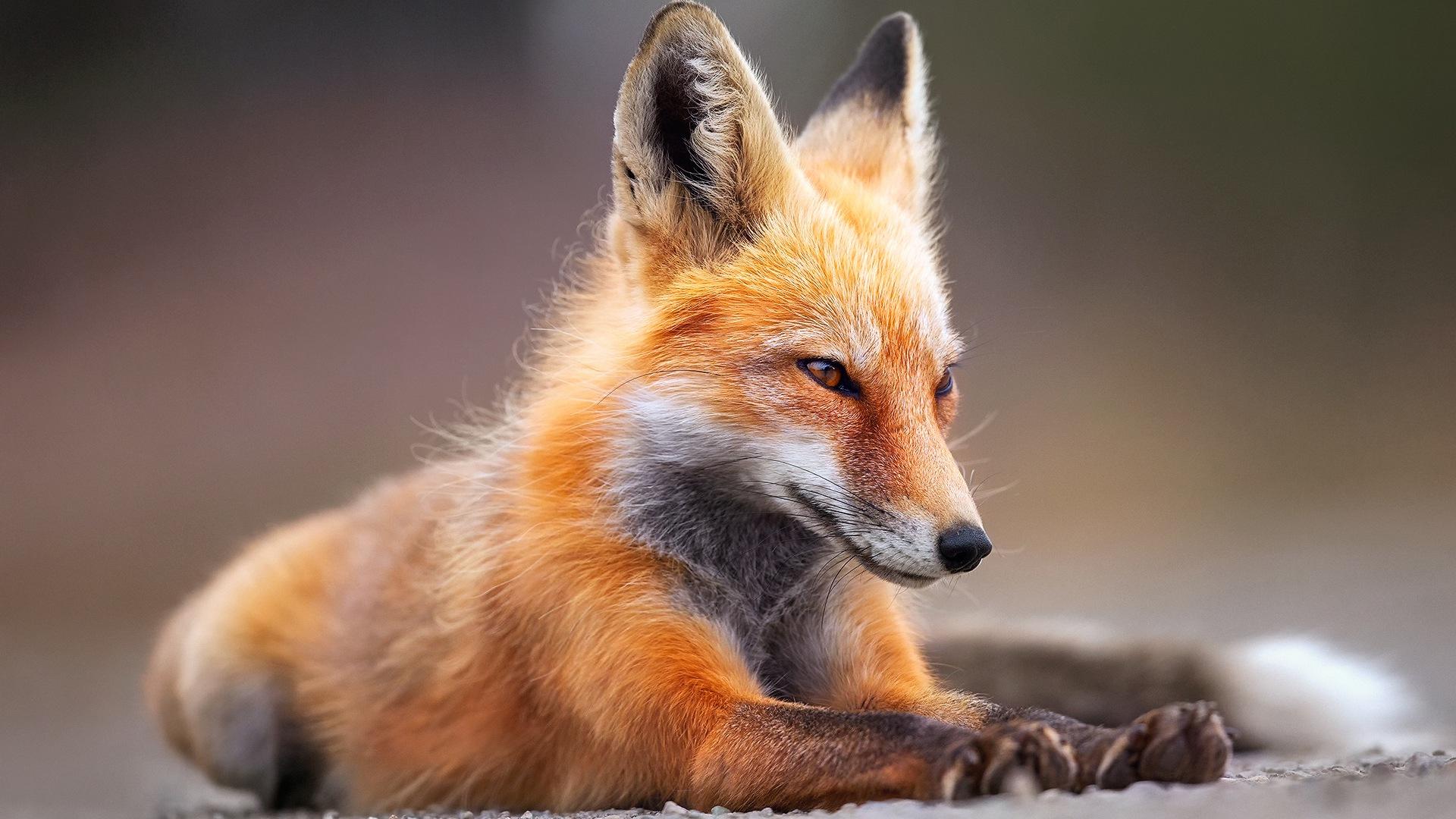 1920x1080 Desktop Wallpaper Red Fox Sitting, HD Image, Picture, Background, Gucnri