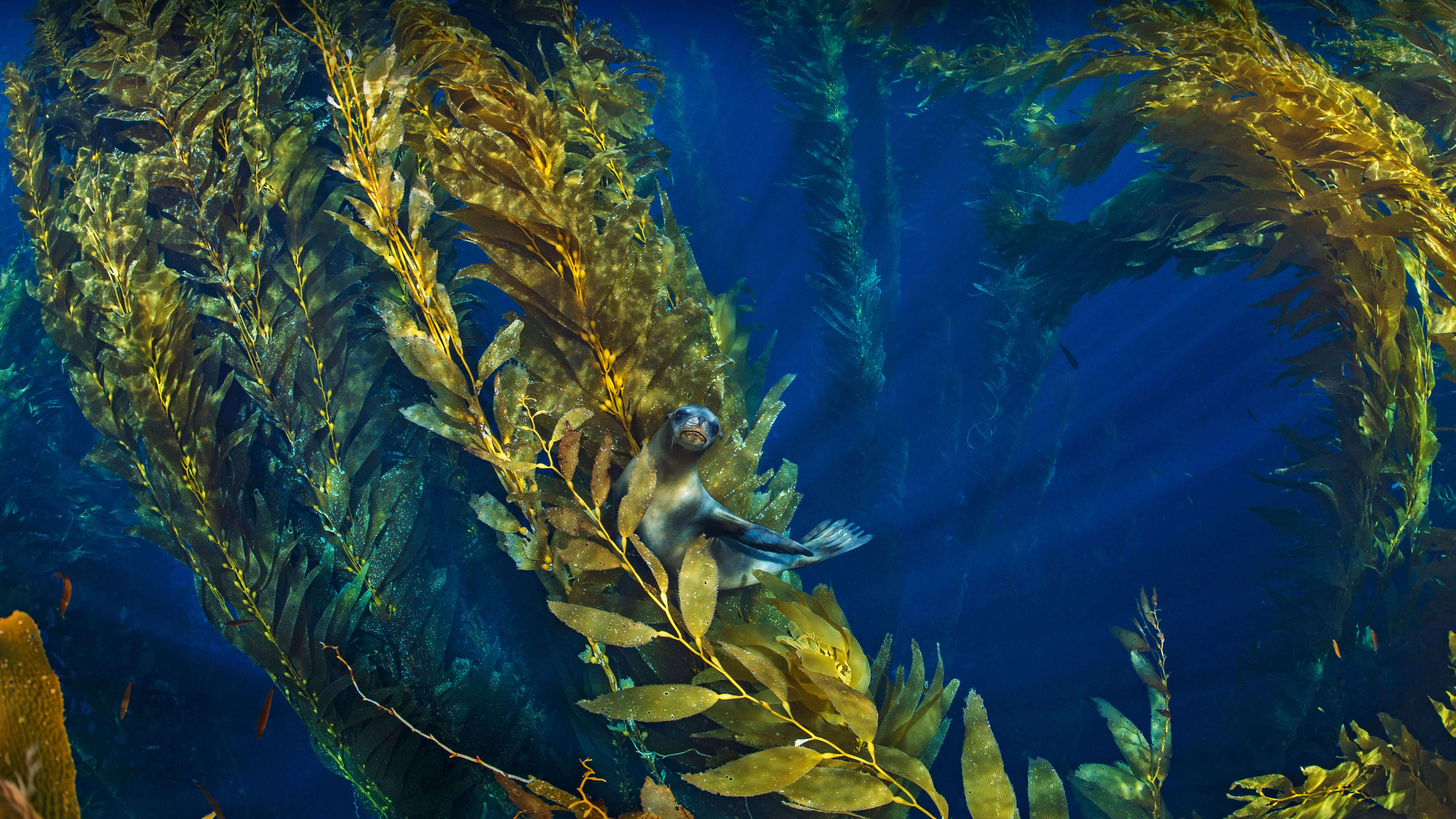 4988x2806 Who's hiding in the kelp?
